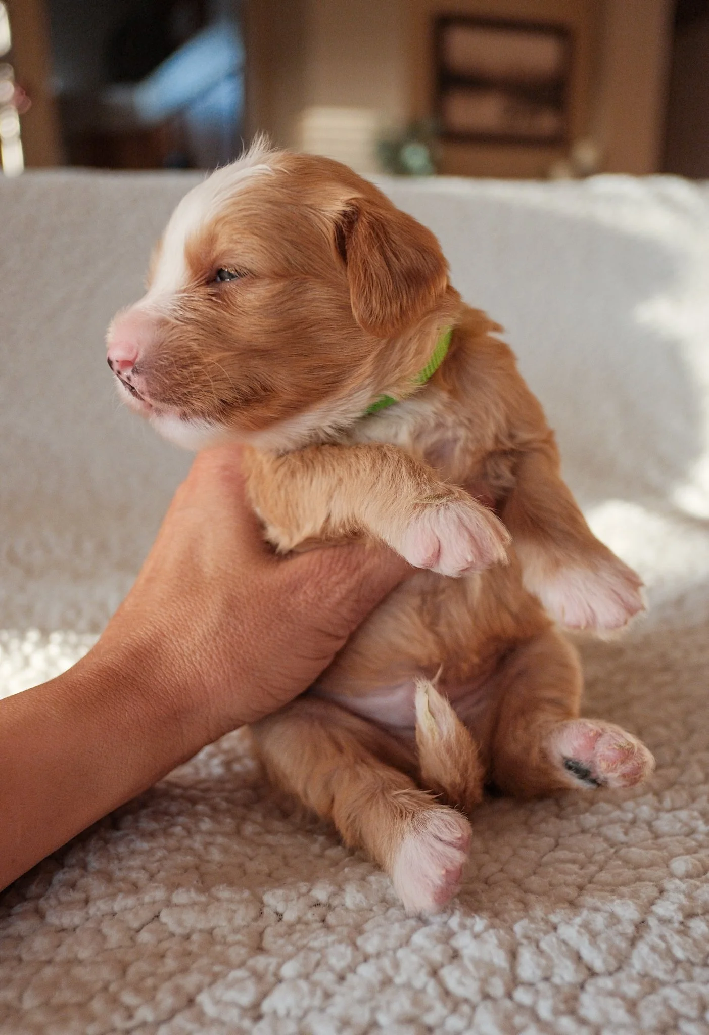 bernedoodle puppy for sale