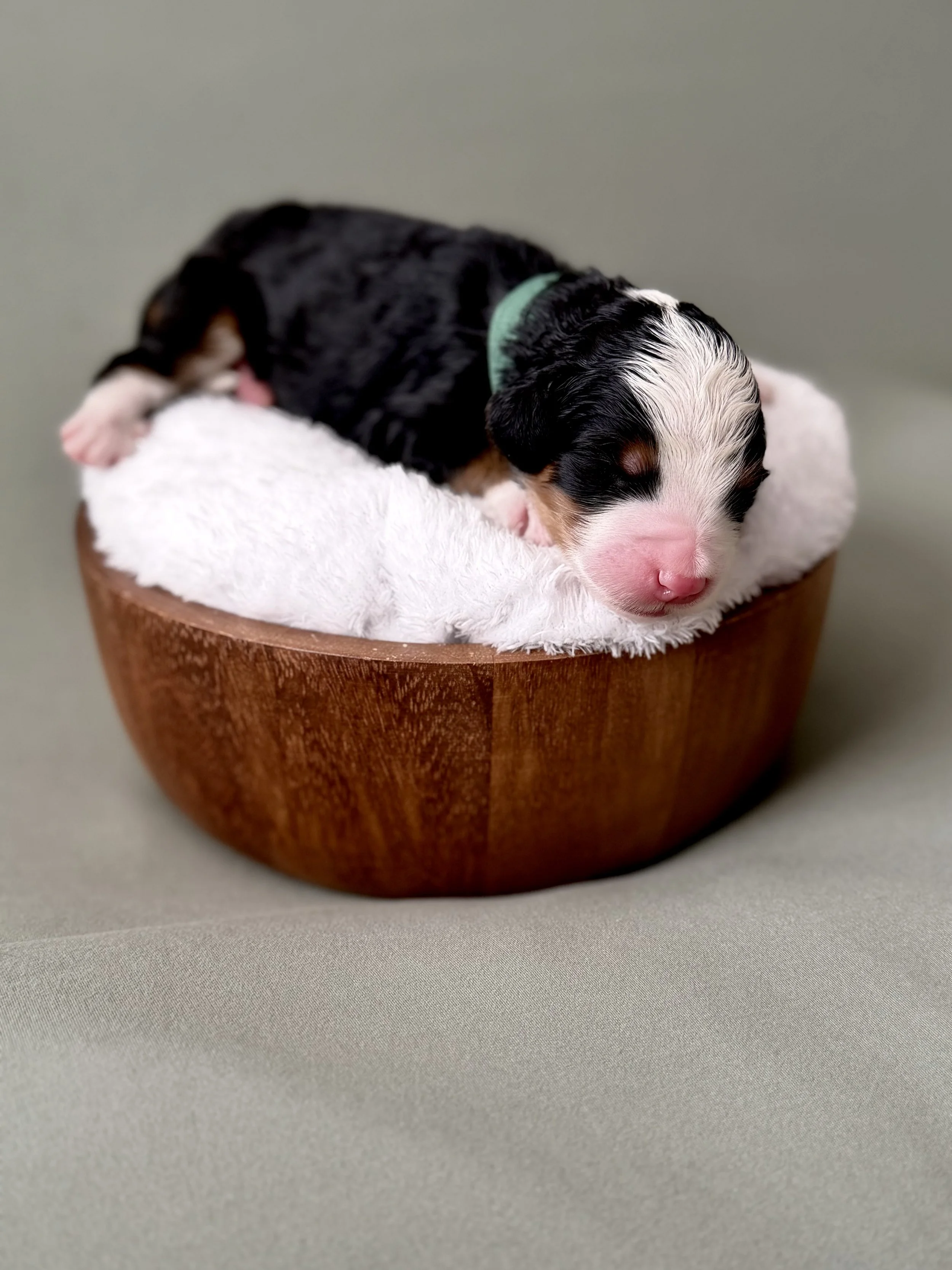 Bernedoodle puppies for sale arizona