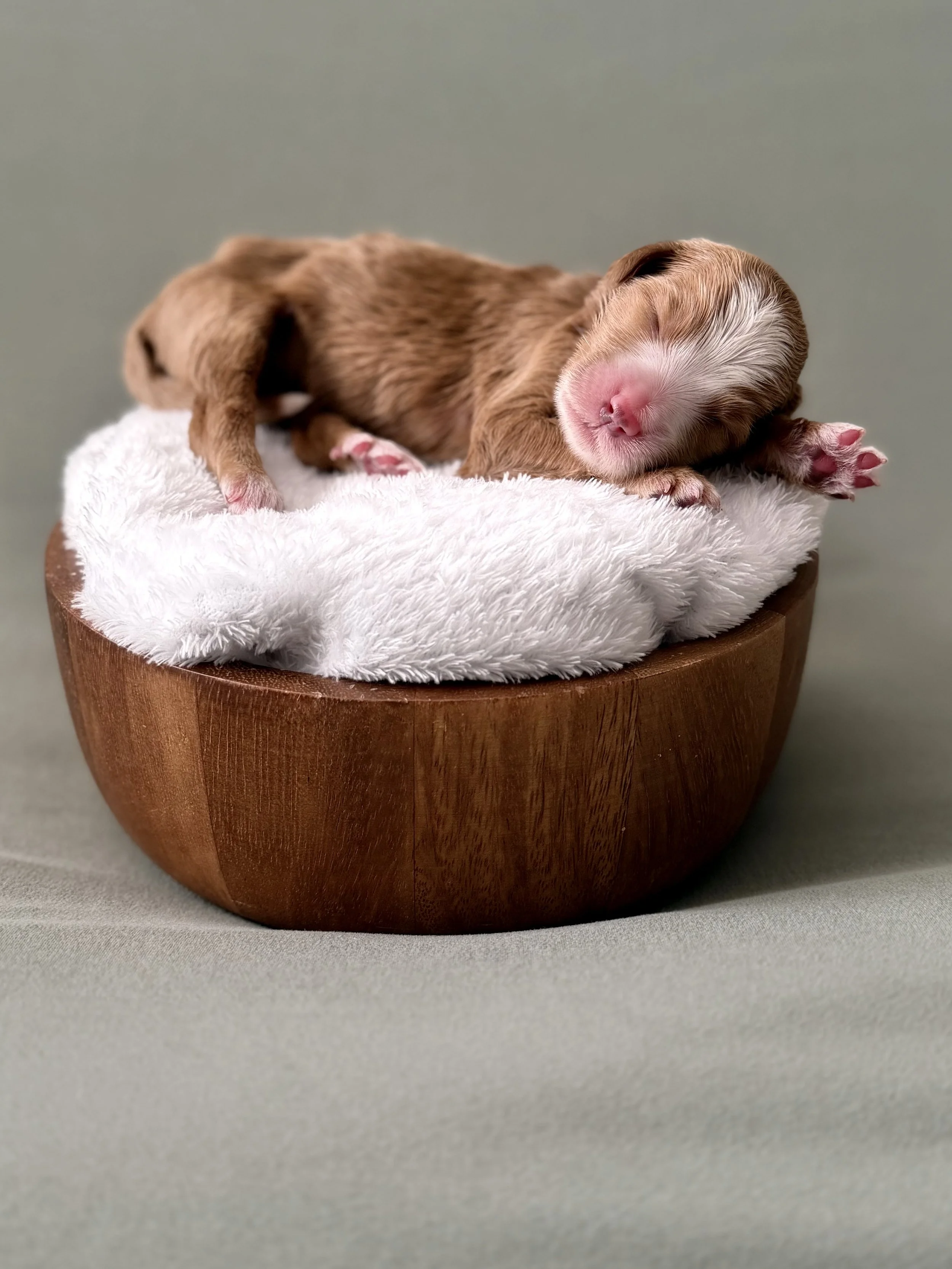 red bernedoodle puppy arizona