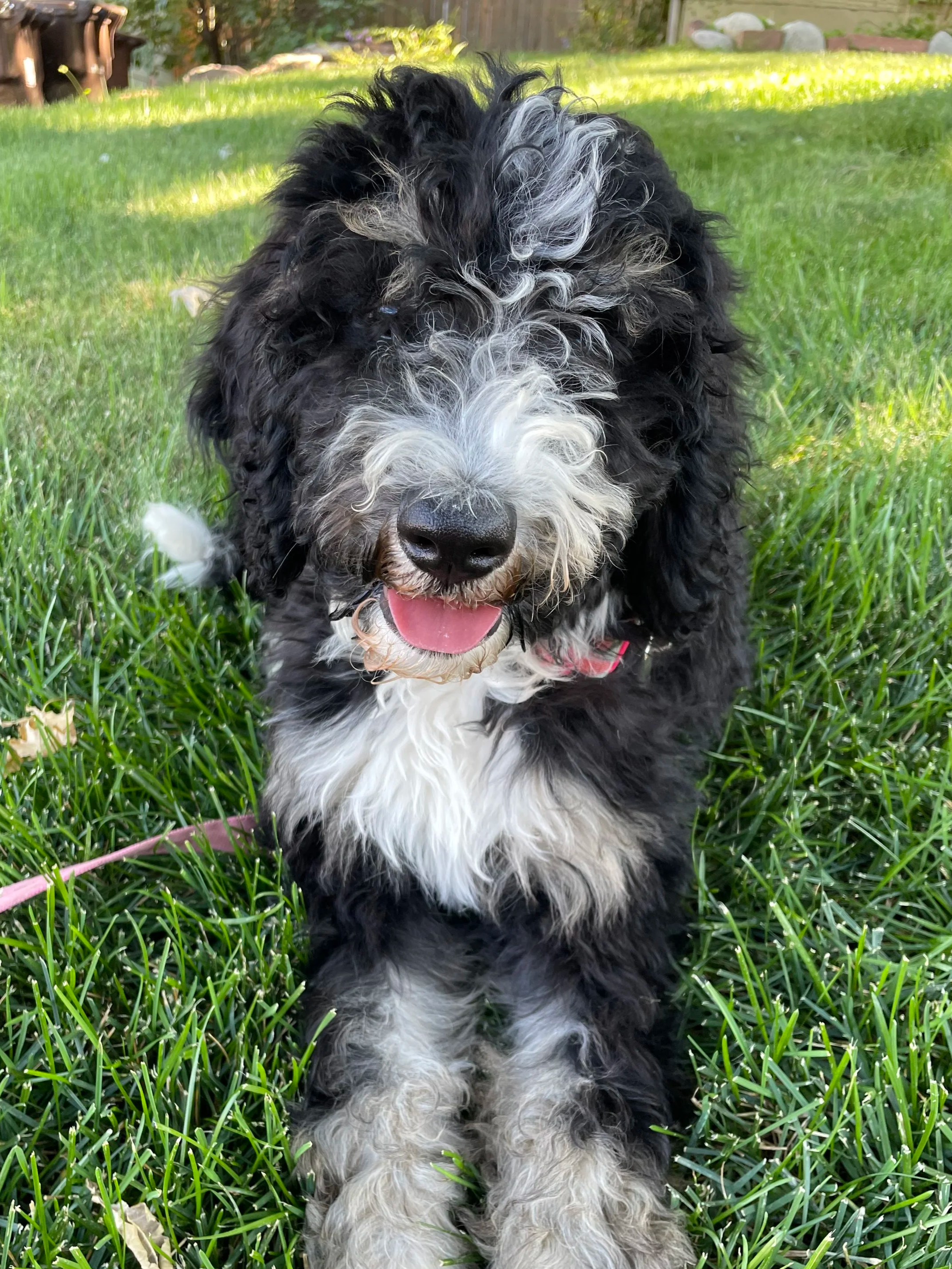 Bernedoodle puppies for sale Arizona