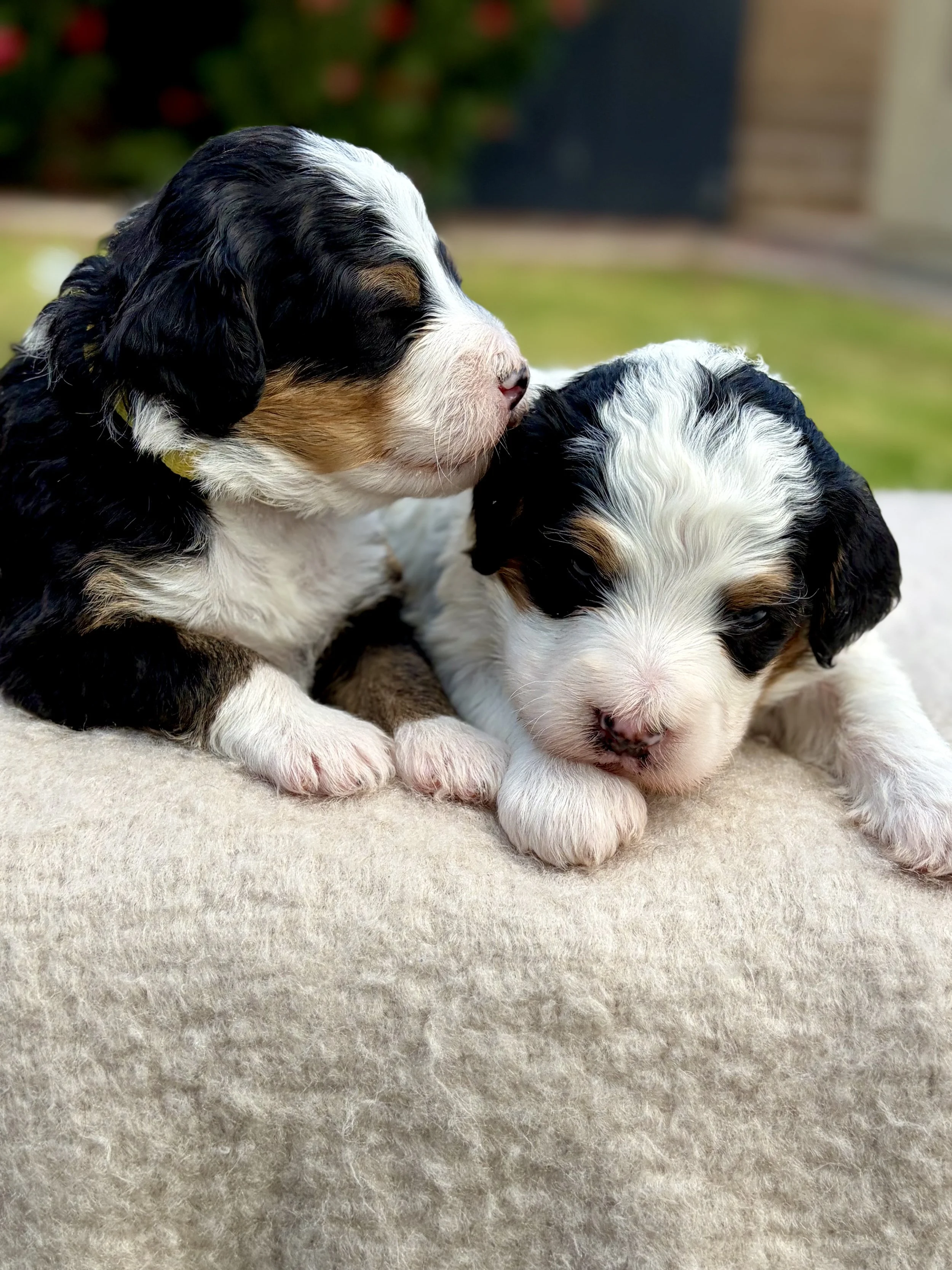 arizona bernedoodles