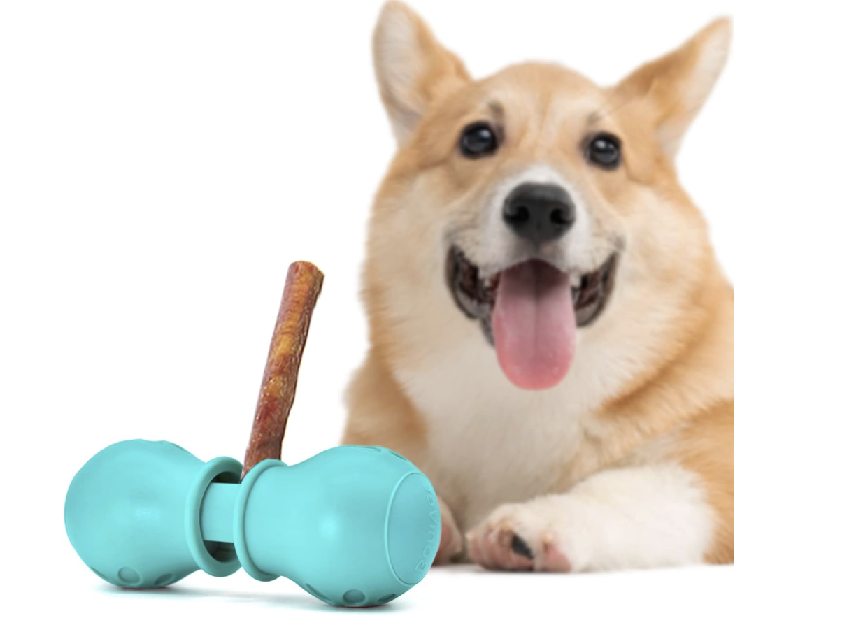 A happy corgi dog lying down with its tongue out next to a blue rubber toy with a rawhide chew stick inserted through it, on a white background.