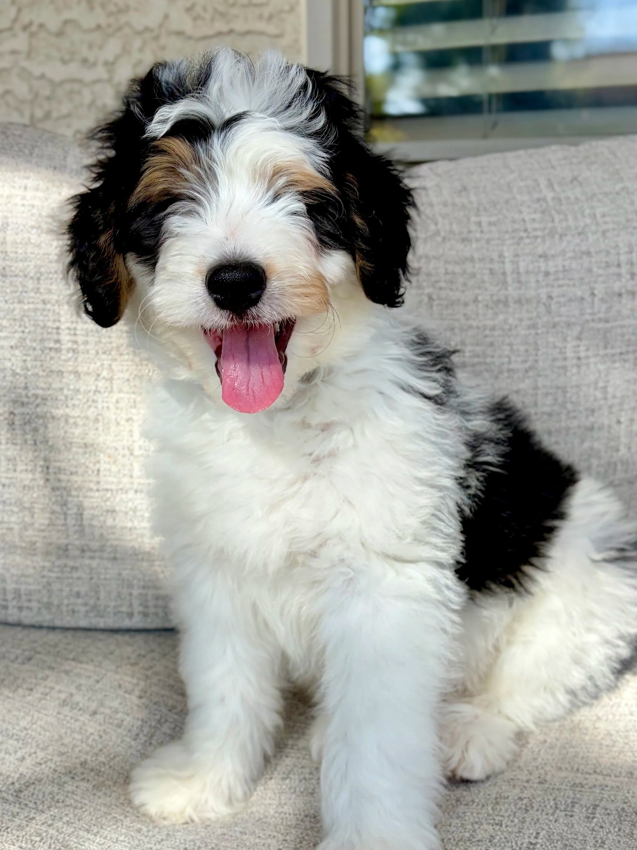 Bernedoodle puppies for sale arizona