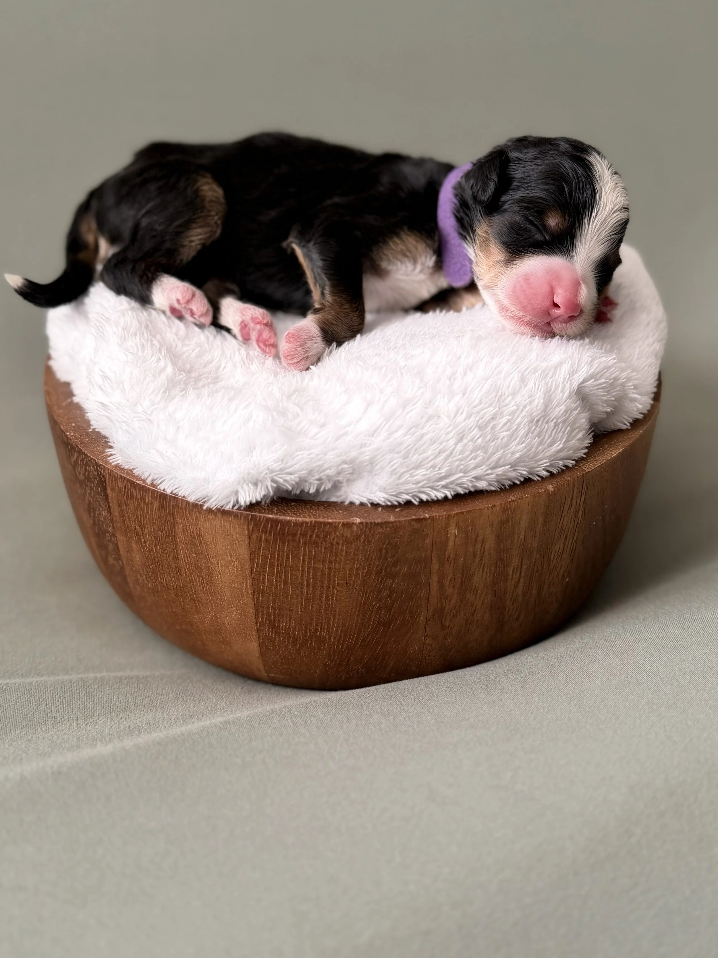 Bernedoodle puppies for sale arizona