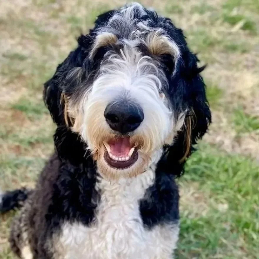 Bernedoodle puppies for sale Arizona