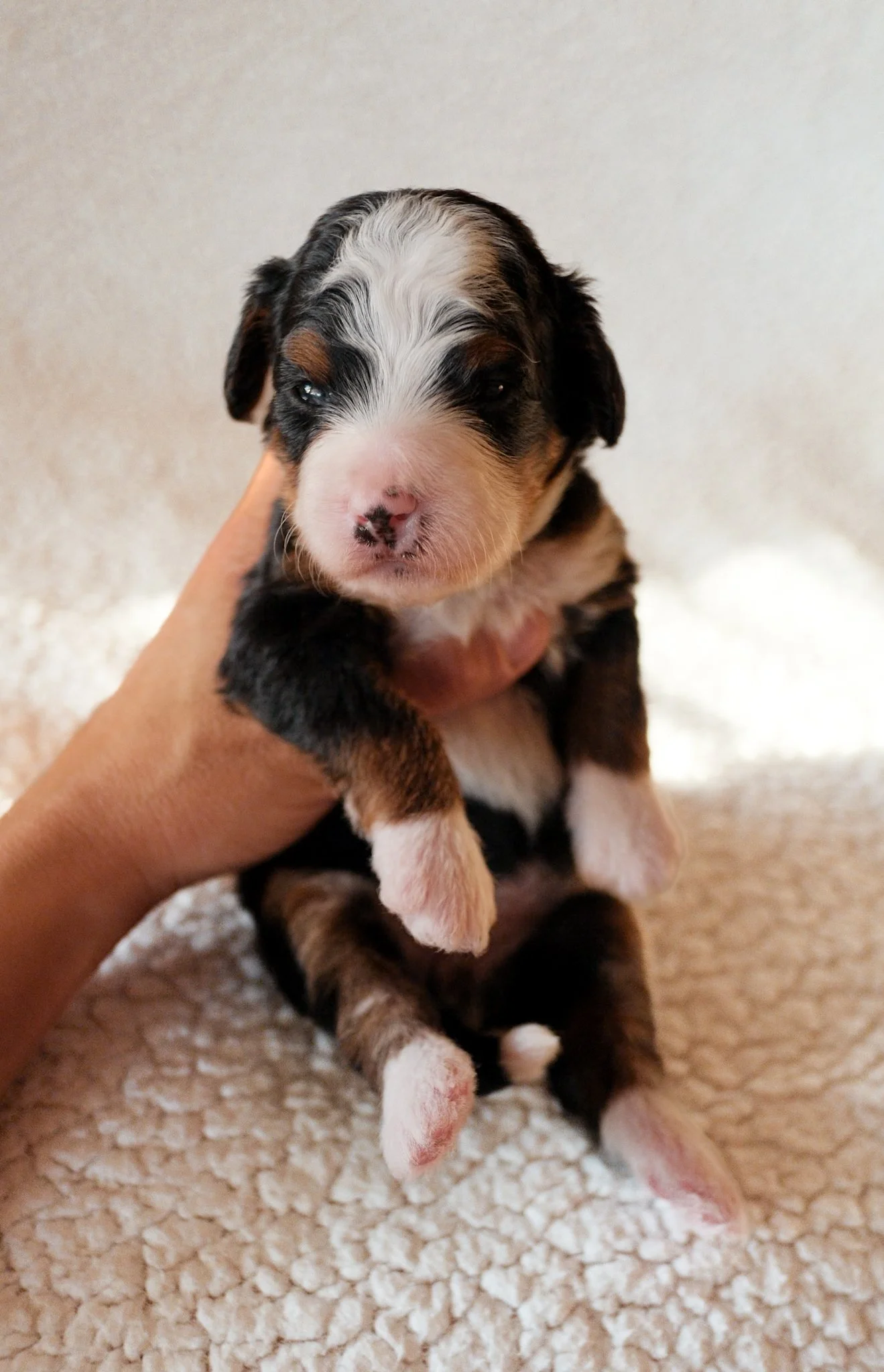 arizona bernedoodle breeder