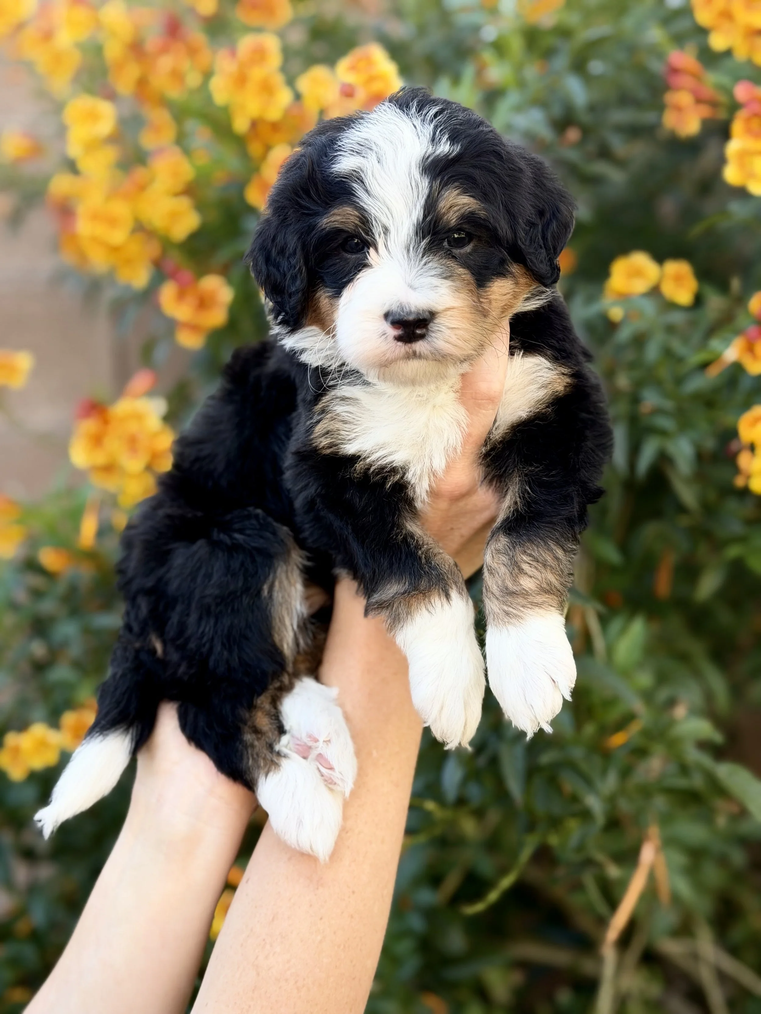 bernedoodle puppies in az 35.jpeg