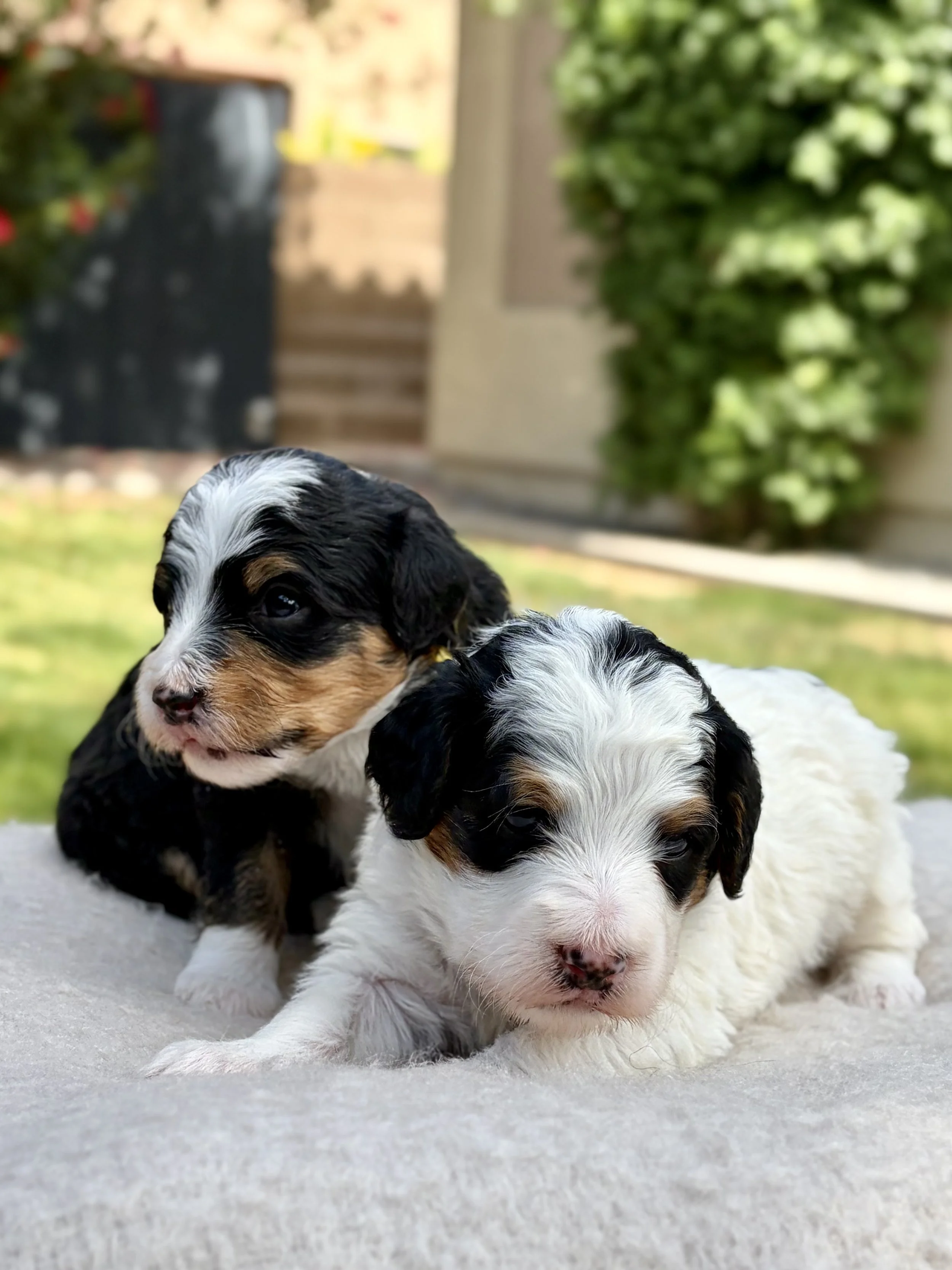 bernedoodle breeder in arizona
