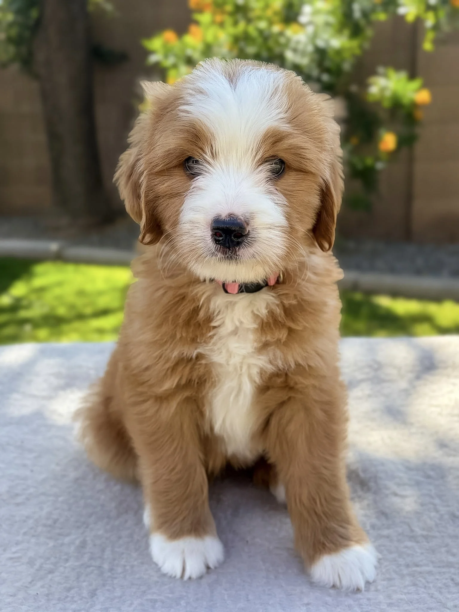 red bernedoodle puppy arizona