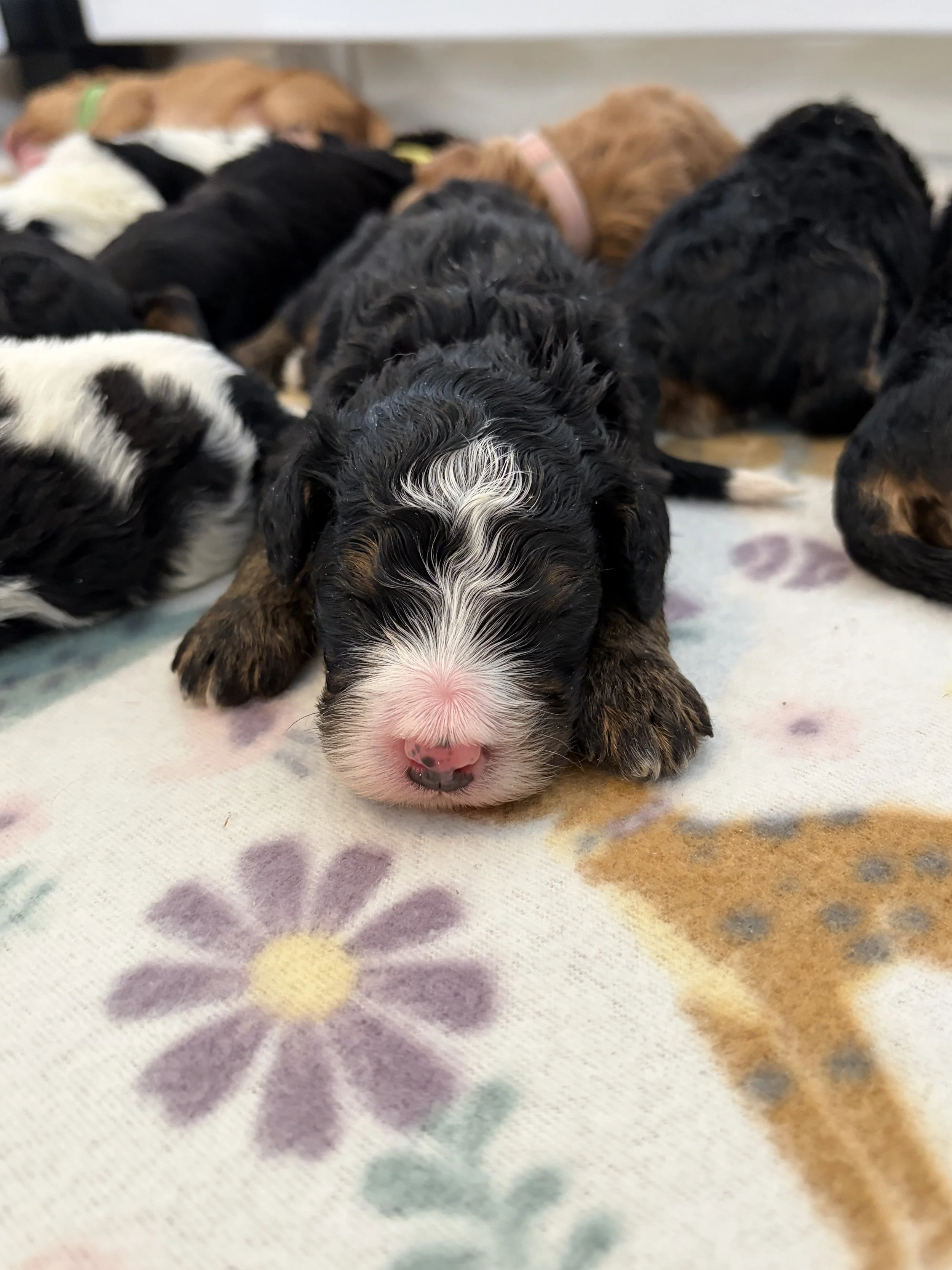 bernedoodle puppy Arizona breeder
