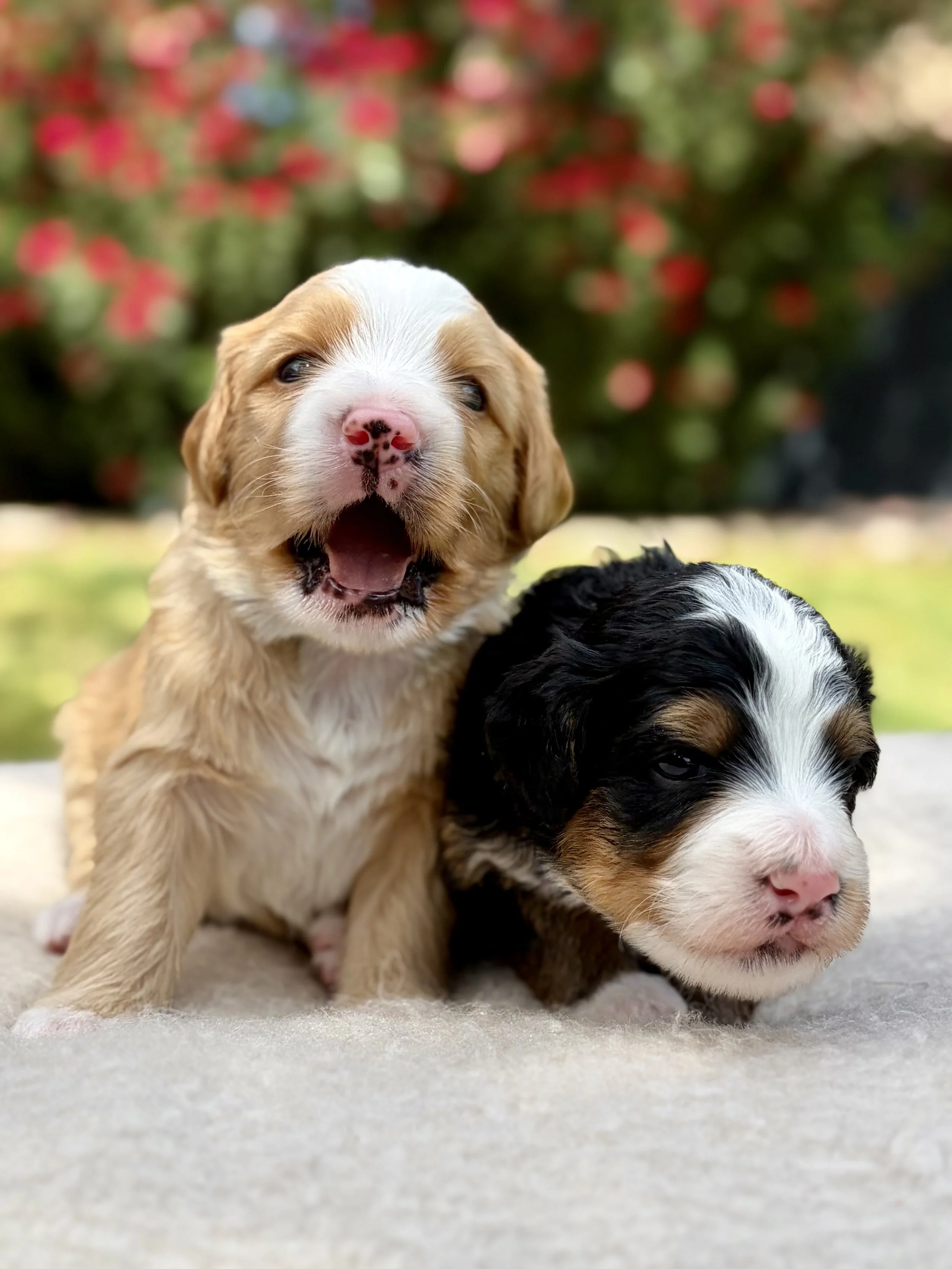 Arizona bernedoodles