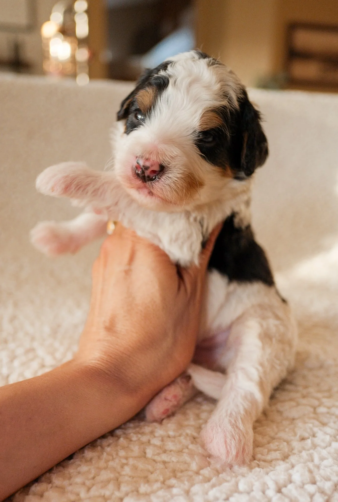 arizona bernedoodle breeder