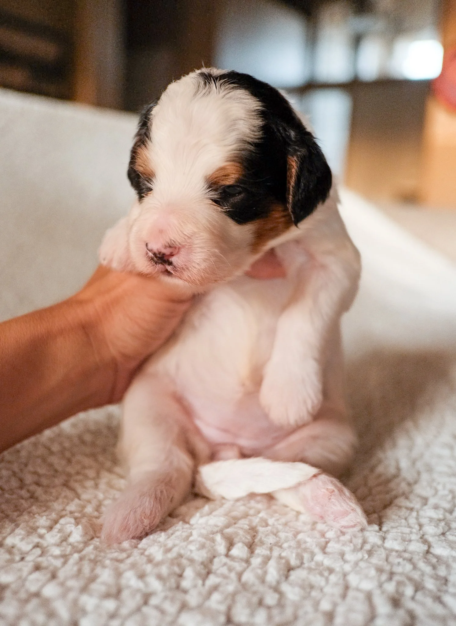 arizona bernedoodle puppies