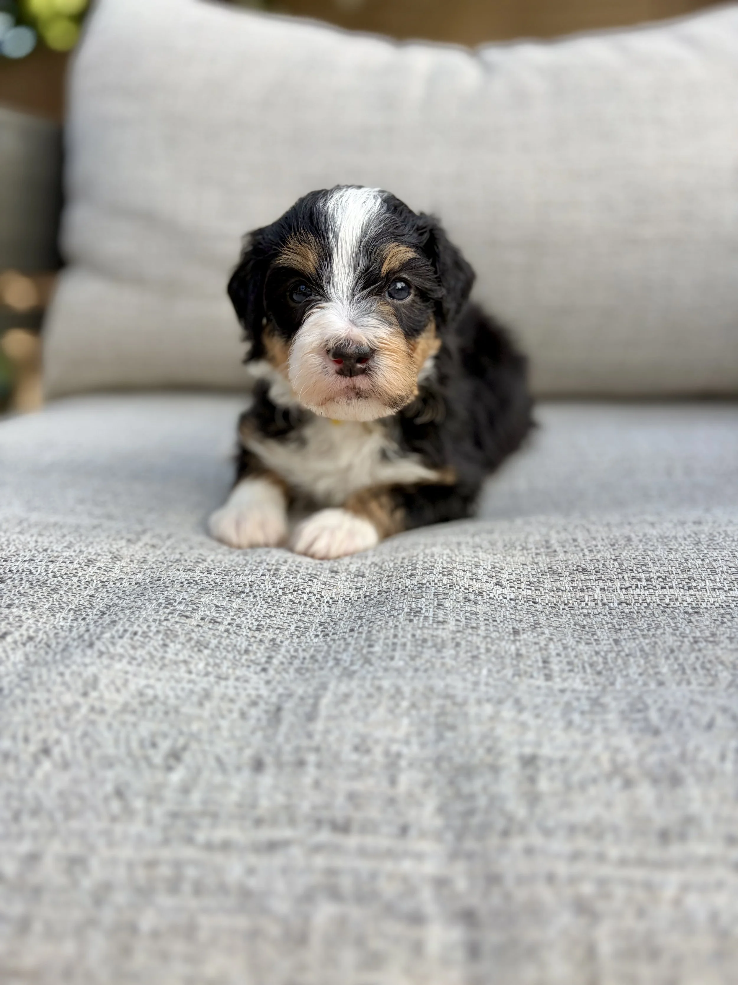 doodle puppies in arizona
