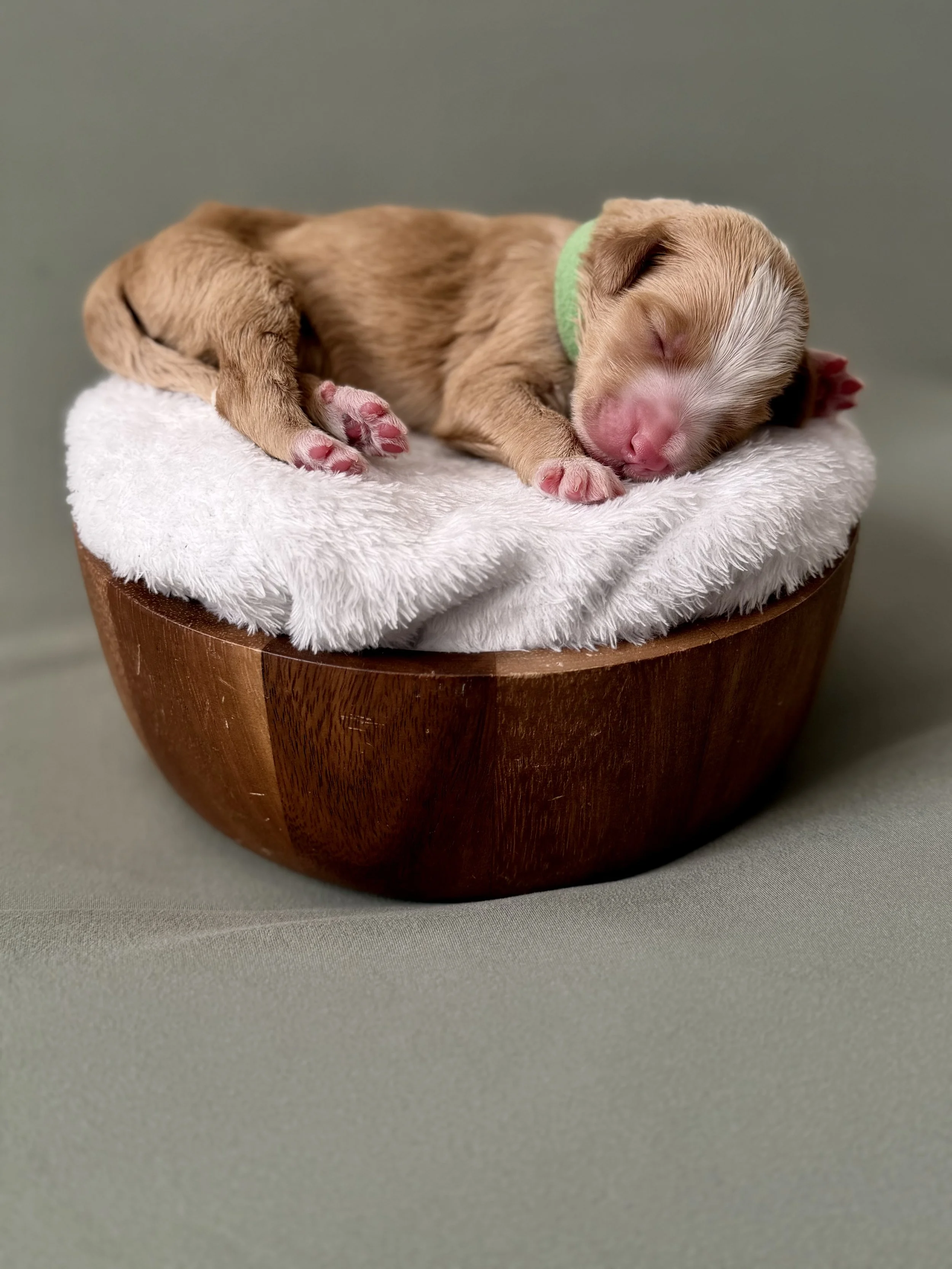 bernedoodle puppies Arizona breeder
