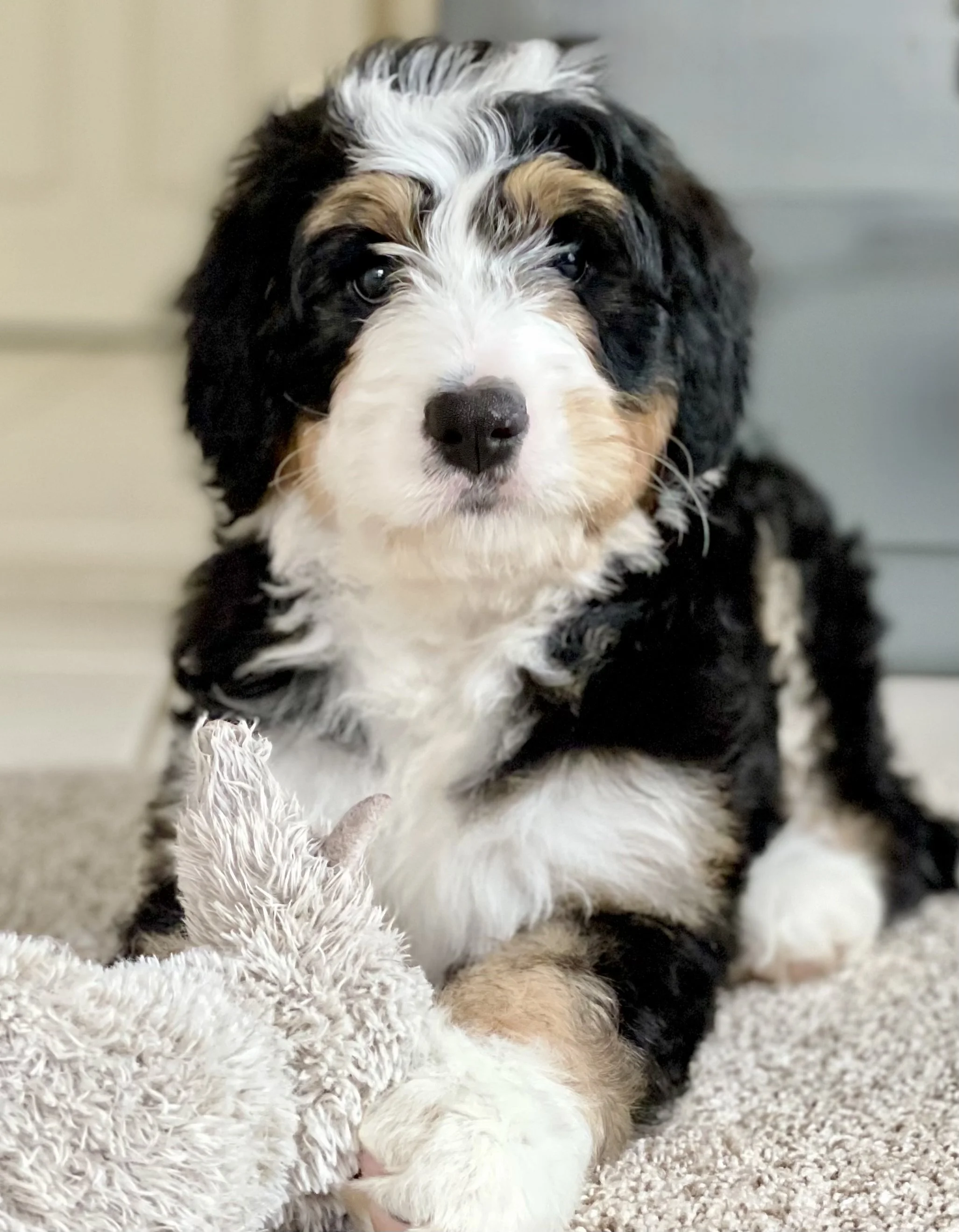 Bernedoodle puppies for sale in Arizona