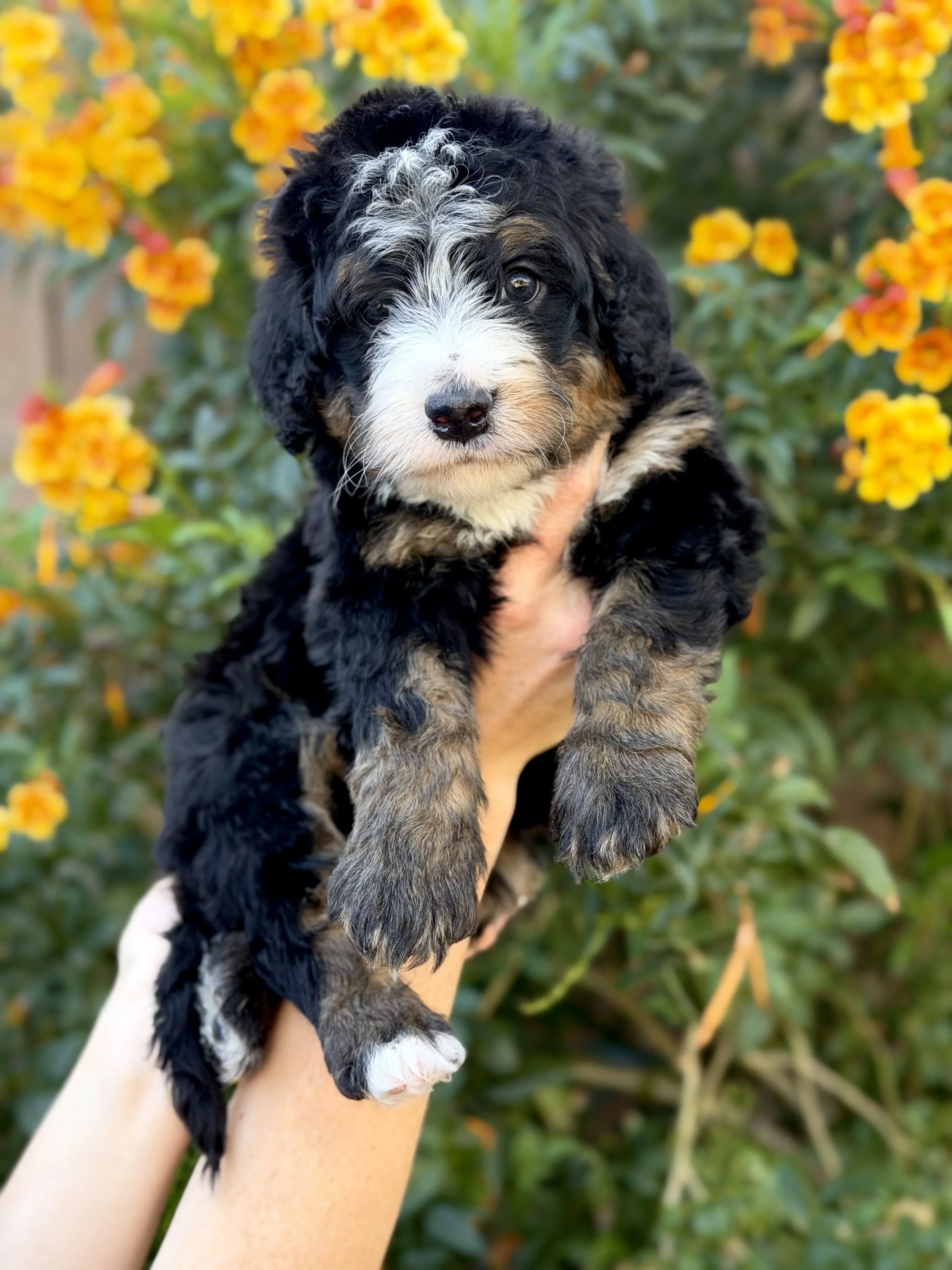 bernedoodle puppies in az 37.jpeg