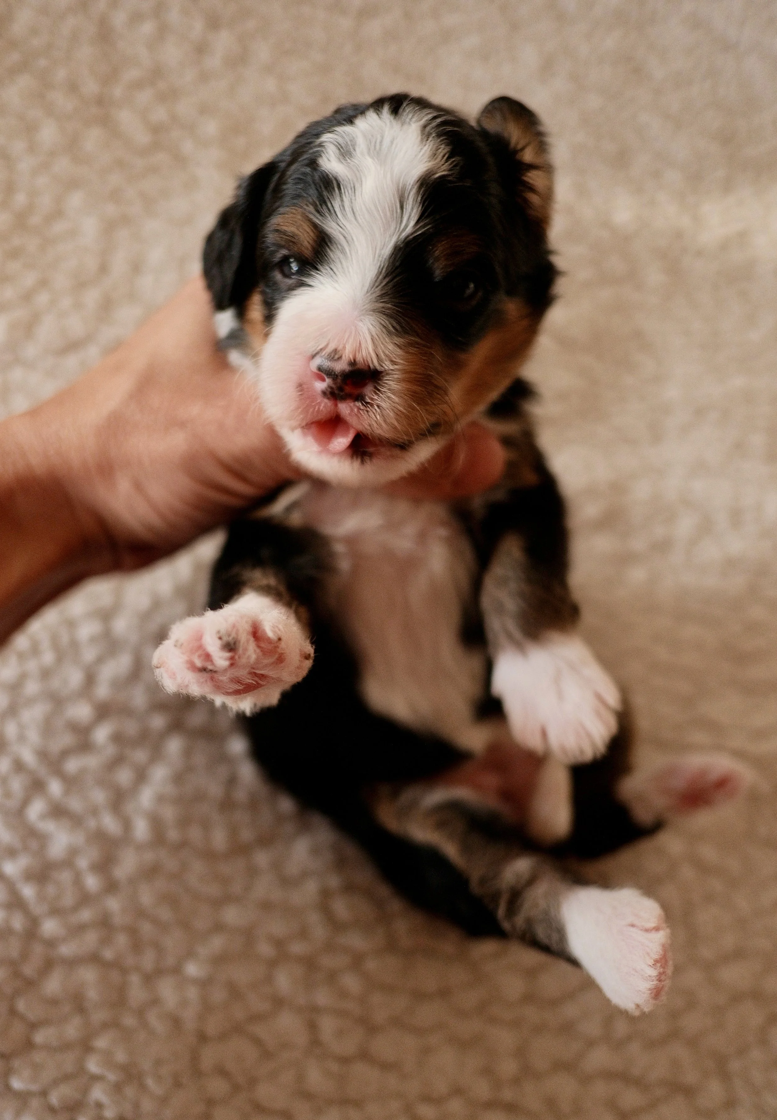 bernedoodle breeder phoenix