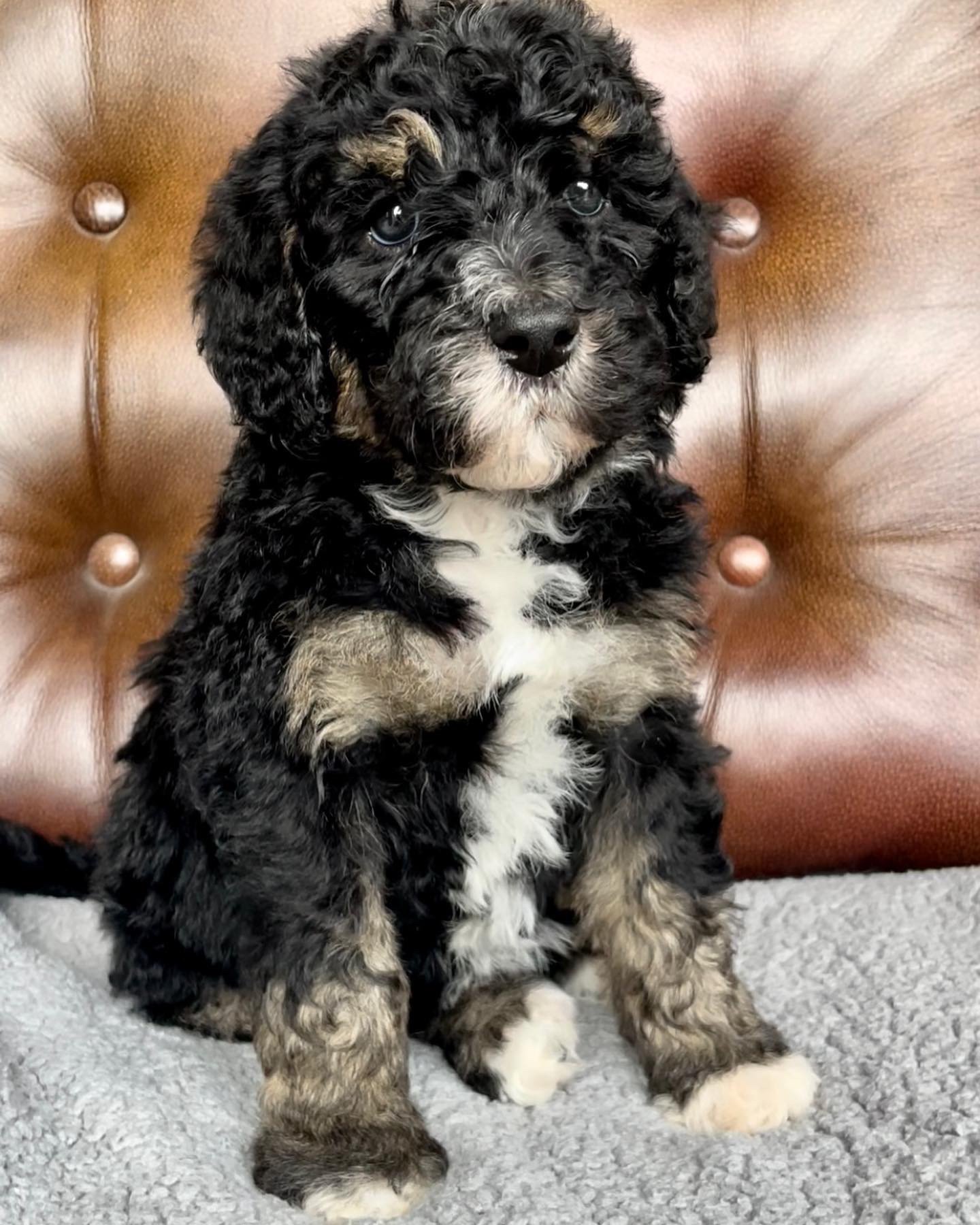 Bernedoodle puppies for sale Arizona