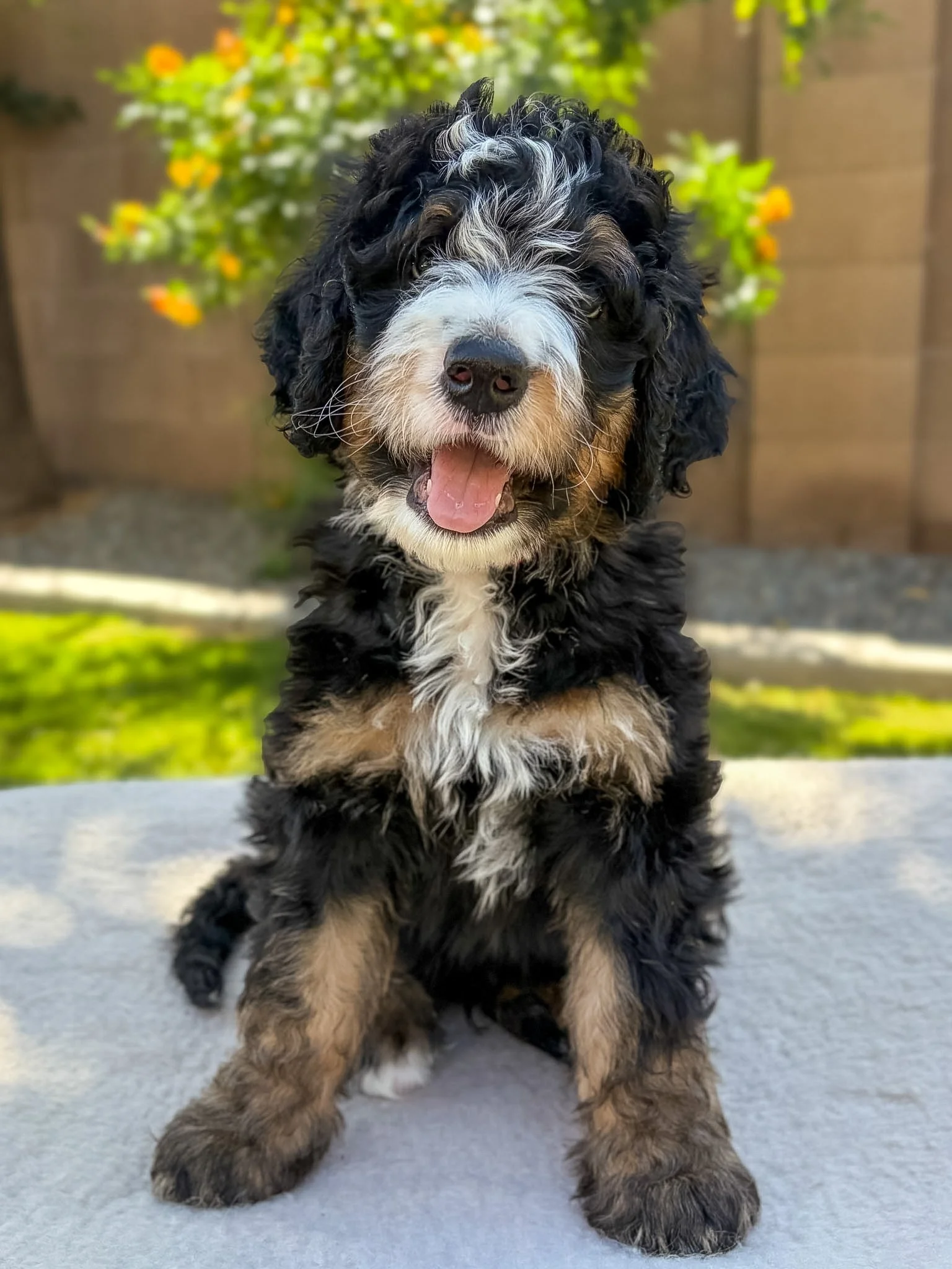 Bernedoodle puppies for sale arizona