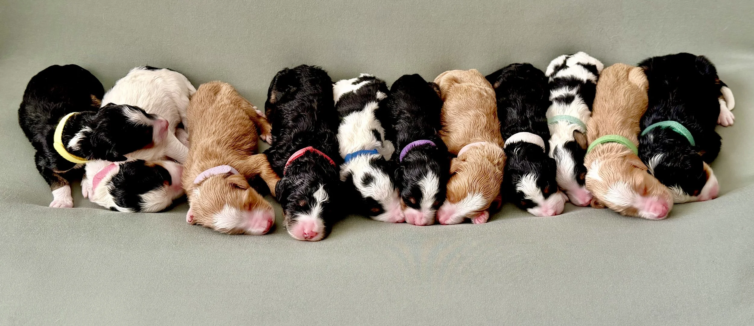 bernedoodle puppy Arizona breeder