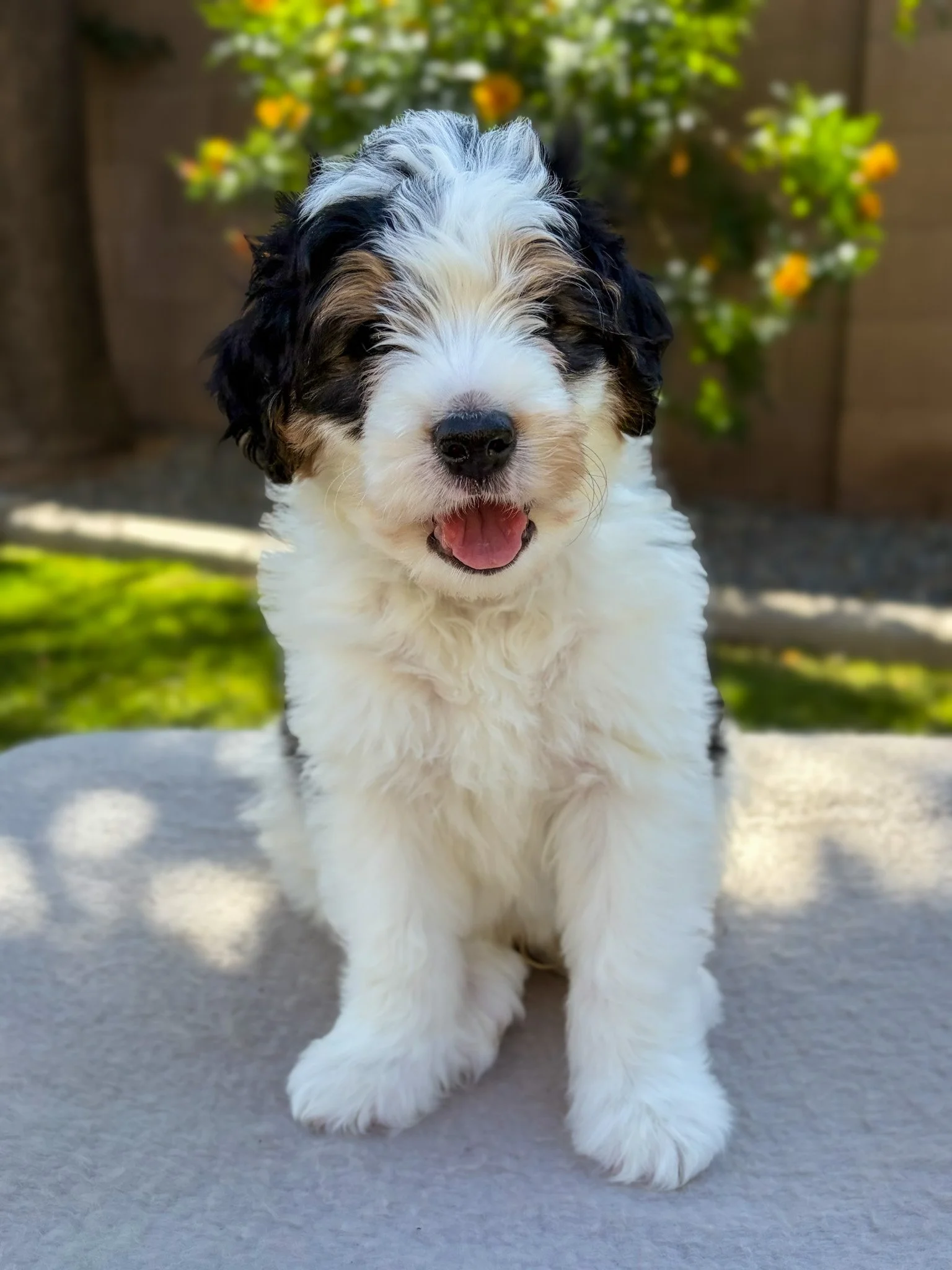 Bernedoodle puppies for sale arizona