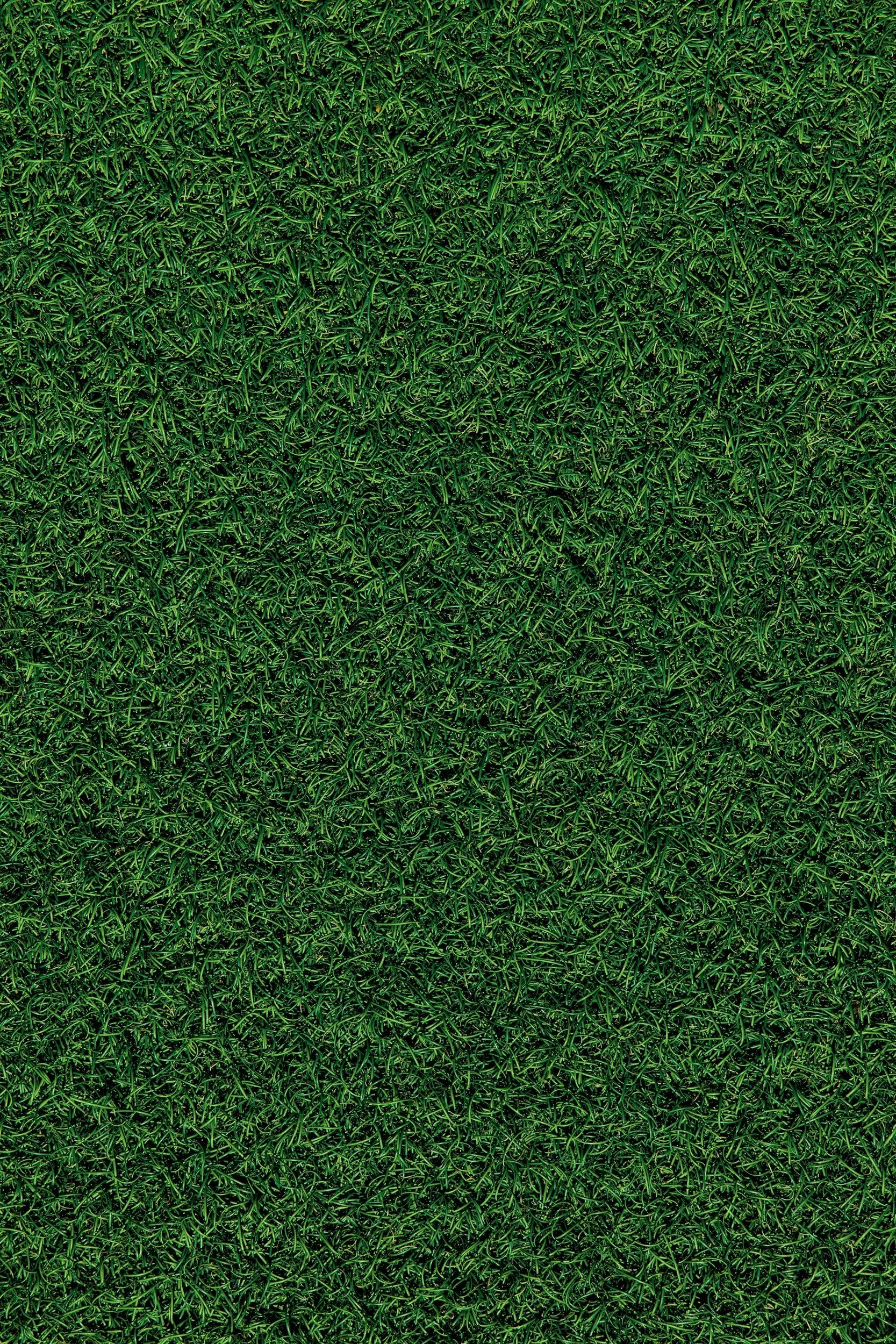 A field of bright green grass lit by morning sun.