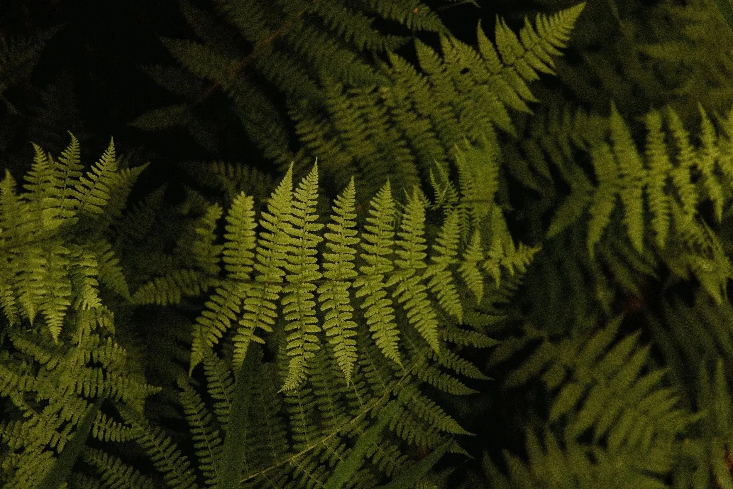 Close-up of lush green fern leaves in natural light