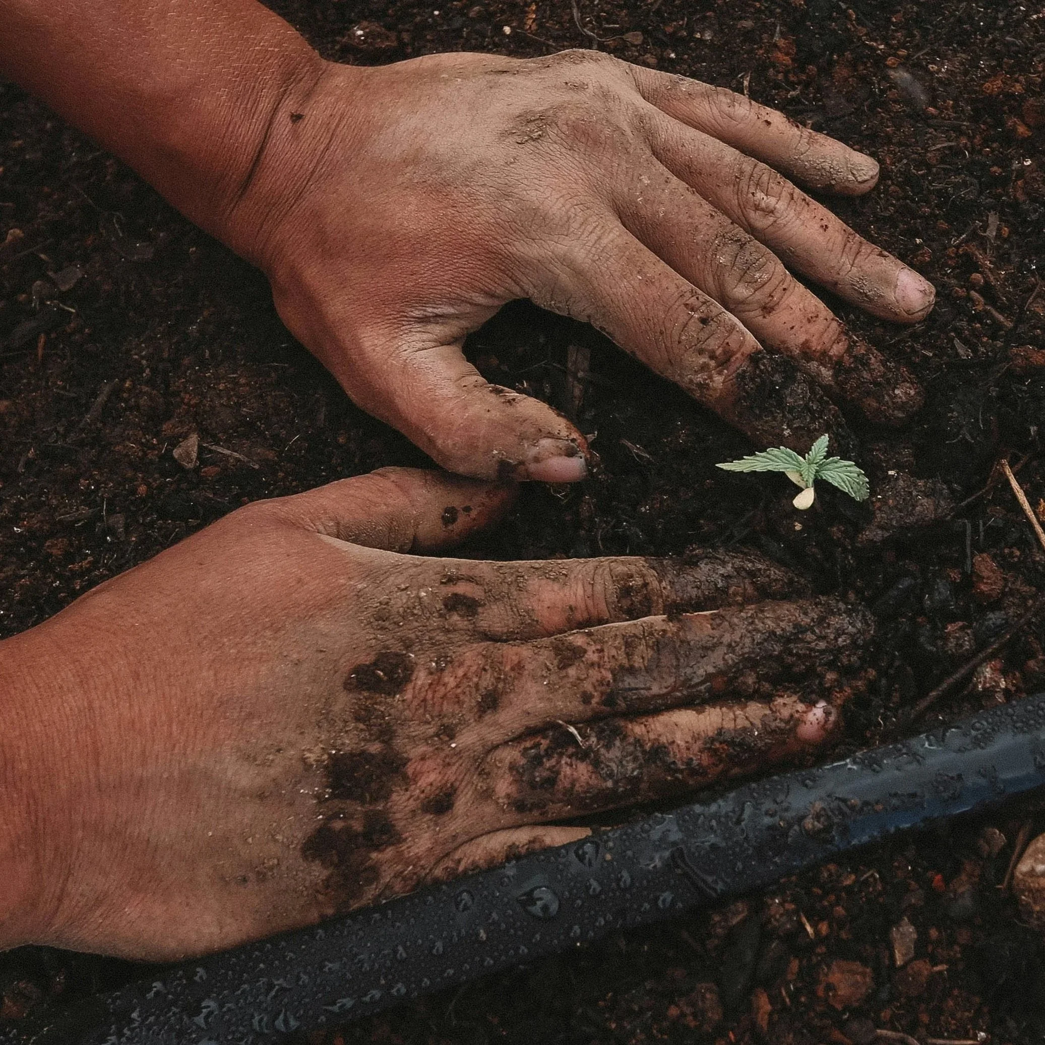 Hands planting a small green seedling in soil