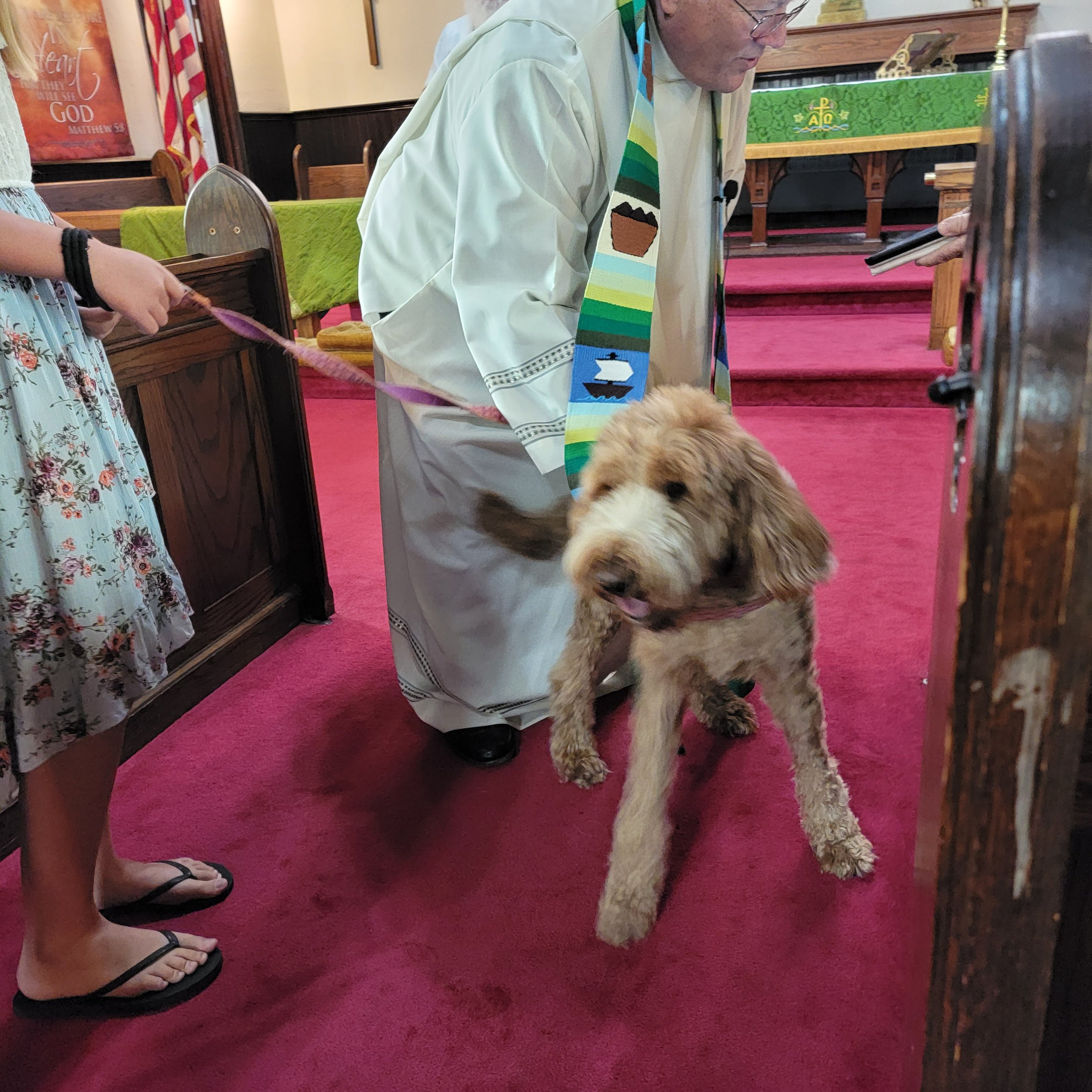 St Francis Day Animal Blessings