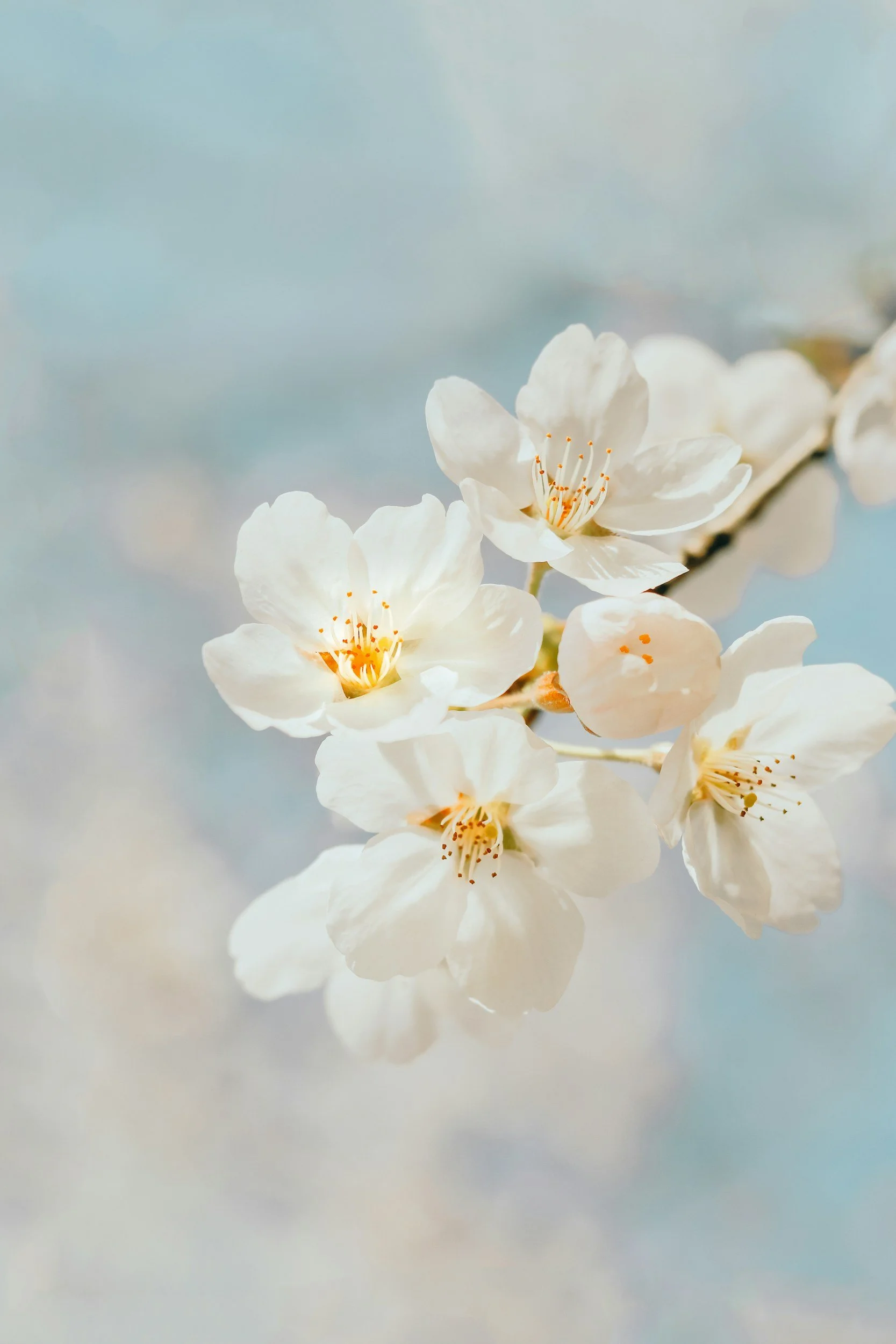 Close-up of white cherry blossoms against a soft, blurred pastel background.