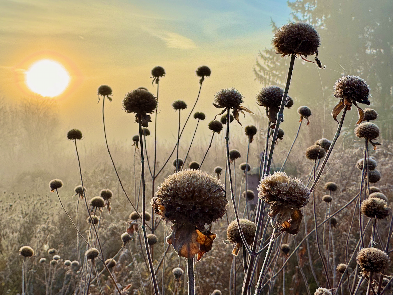 Morning light over a field of winter flowers