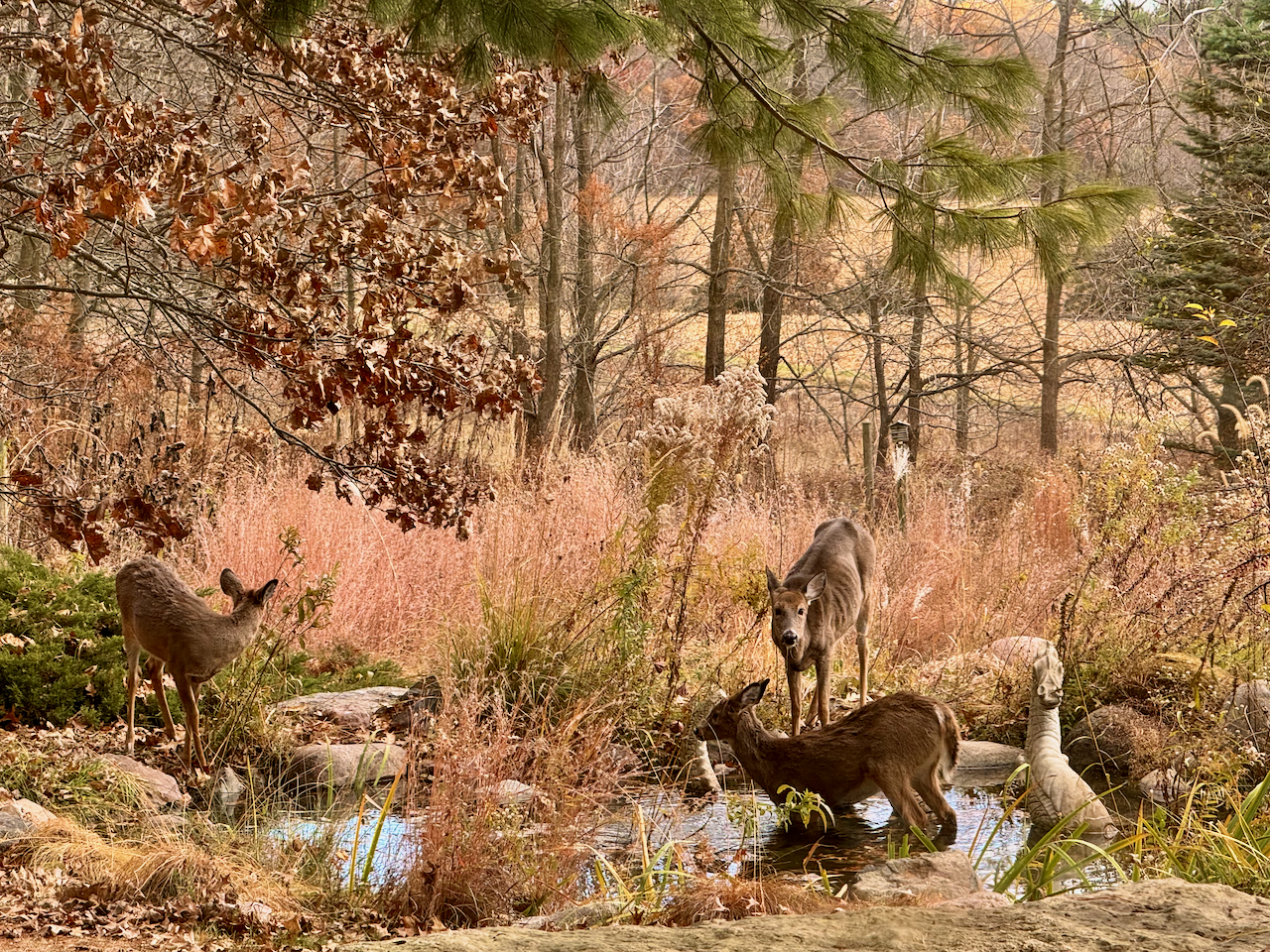 Wild_Life_Refuge_by-Tona-Williams_4459.png