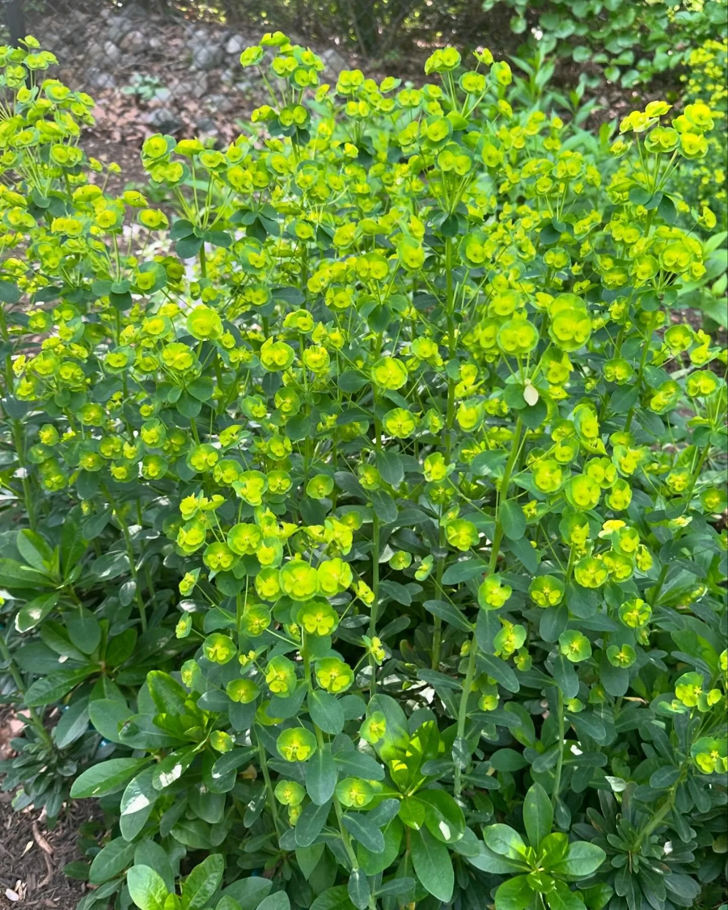 Euphorbia in the garden!  Years ago while working with the great garden designer Penelope Hobhouse - I was introduced to a fabulous garden perennial and now it's in our own garden thriving - maybe Spring is finally here? #springgarden #euphorbia