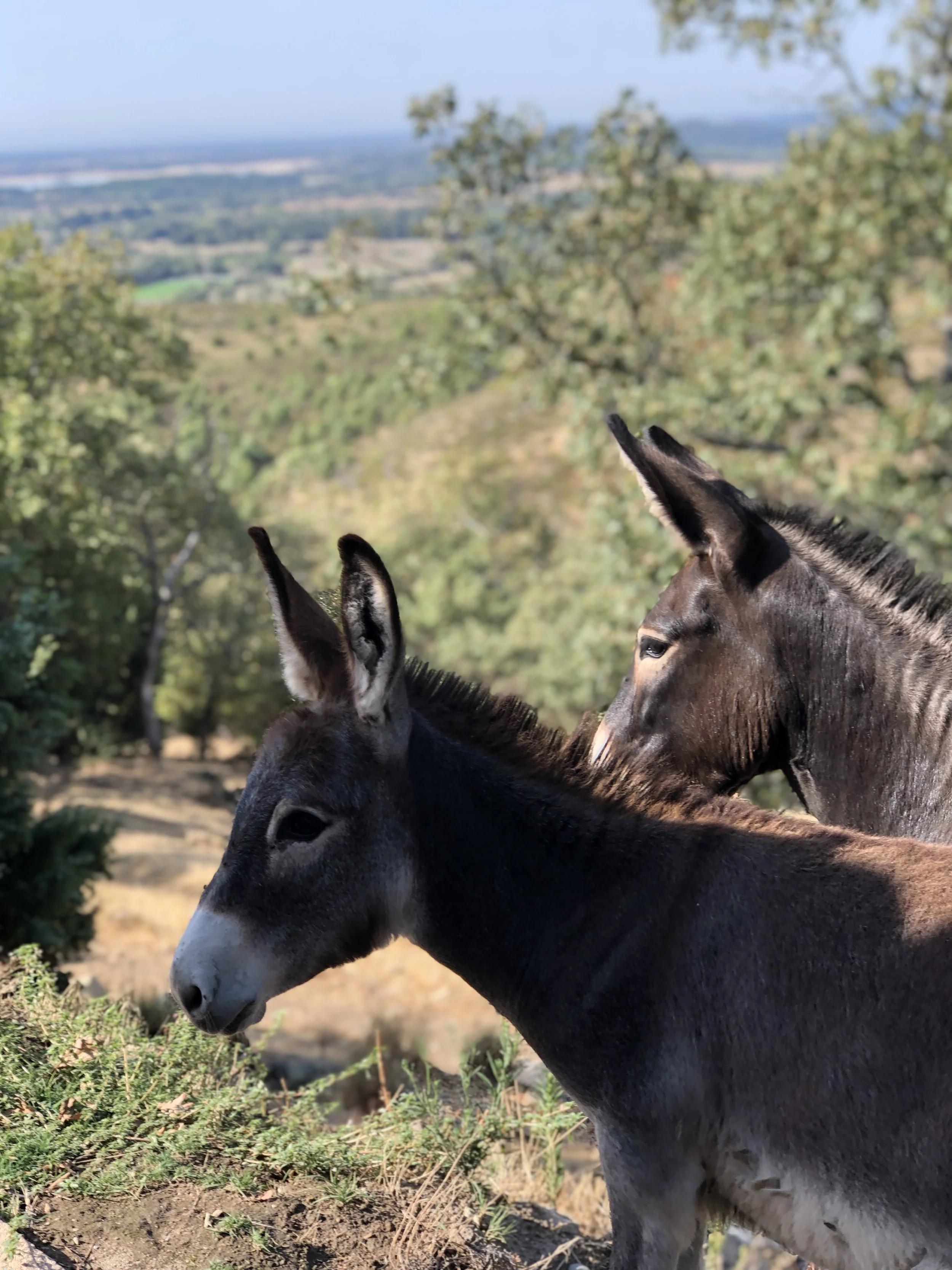 burros en quinta san cayetano, paseos por el campo, gallinas camperas, alquiler de casa con animales. desayuno incluido casa rural de lujo en candeleda