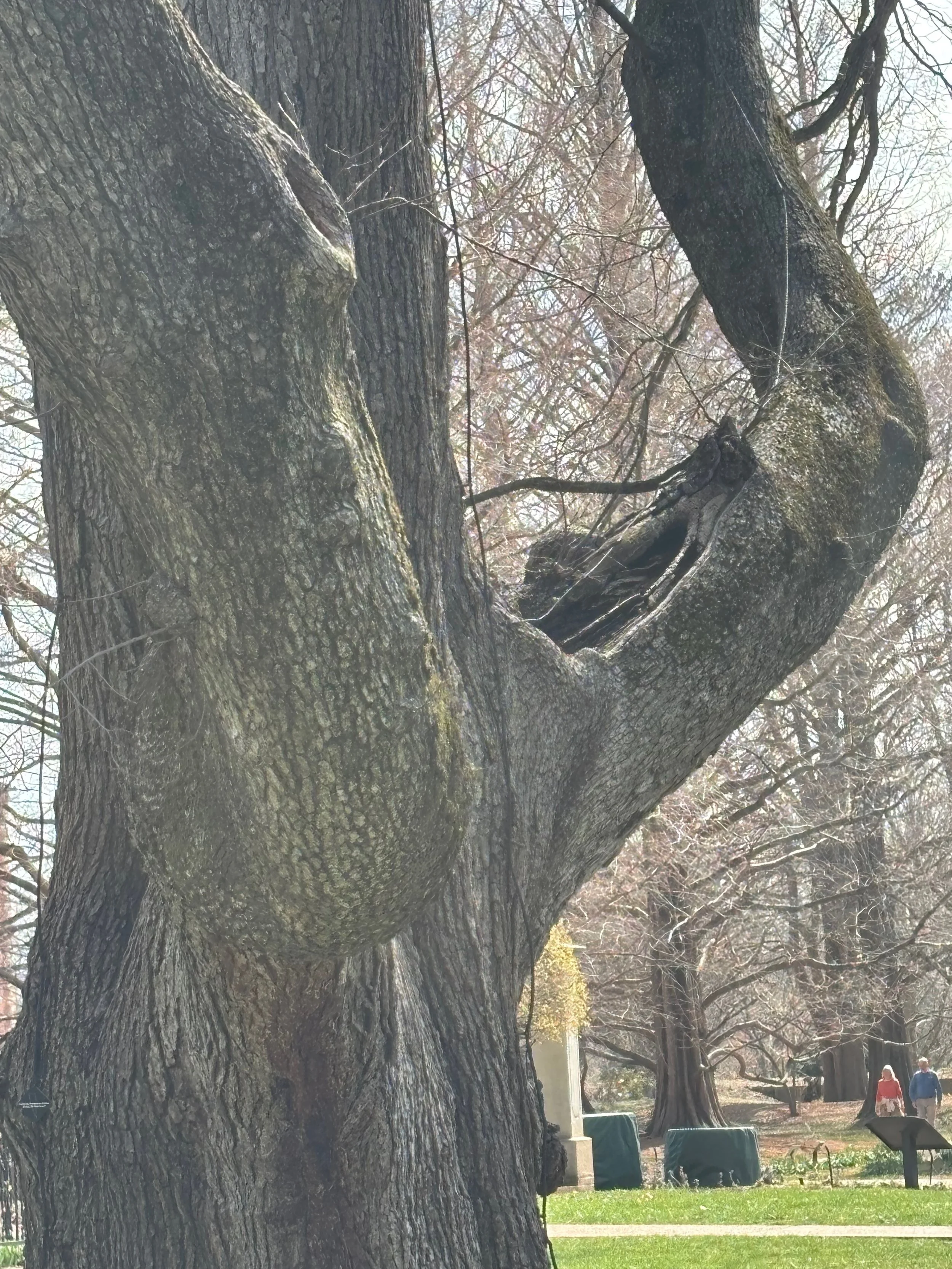 Notice the canoe form of that hollow area.