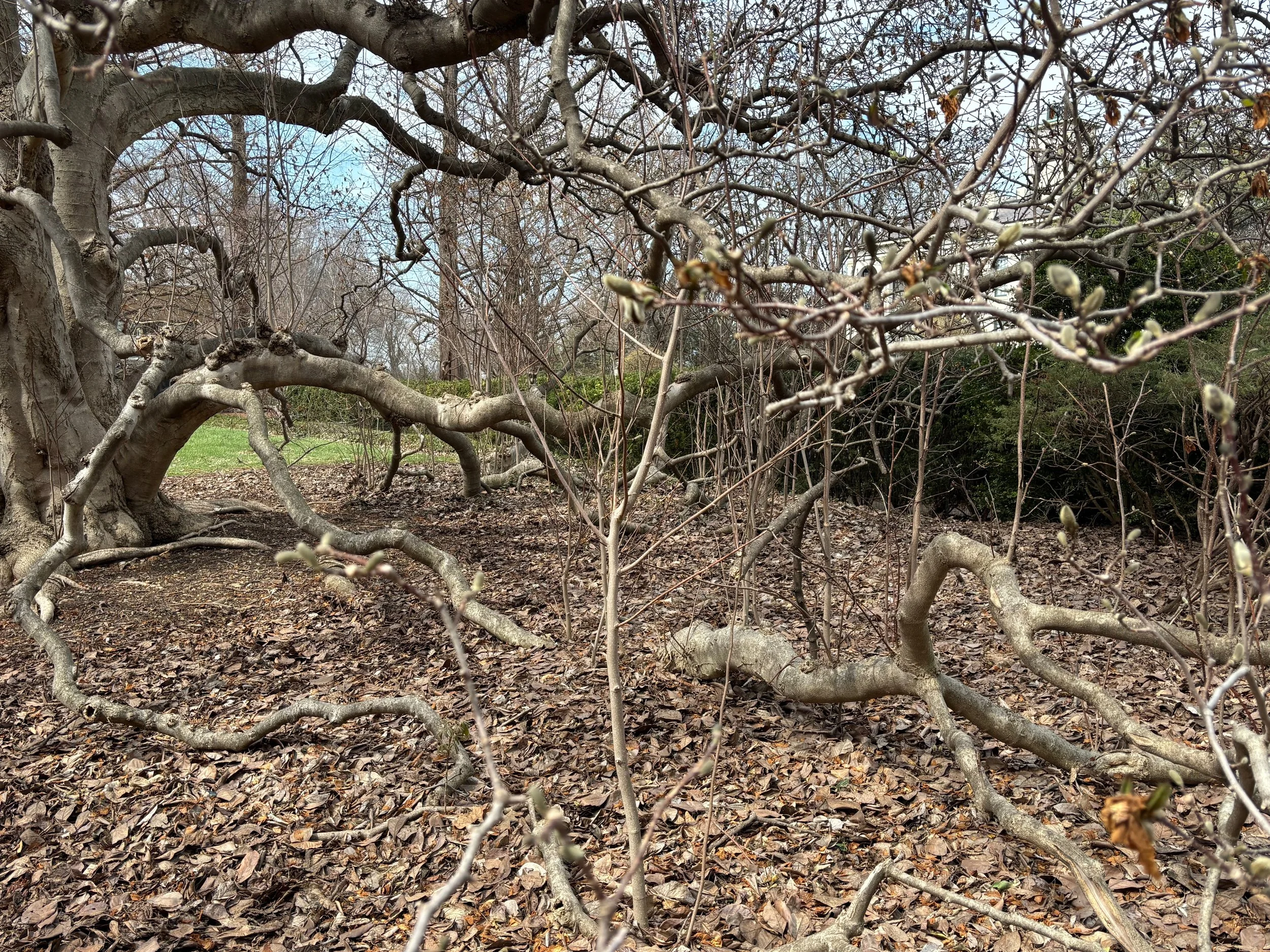 The growth emerges from the leaves.