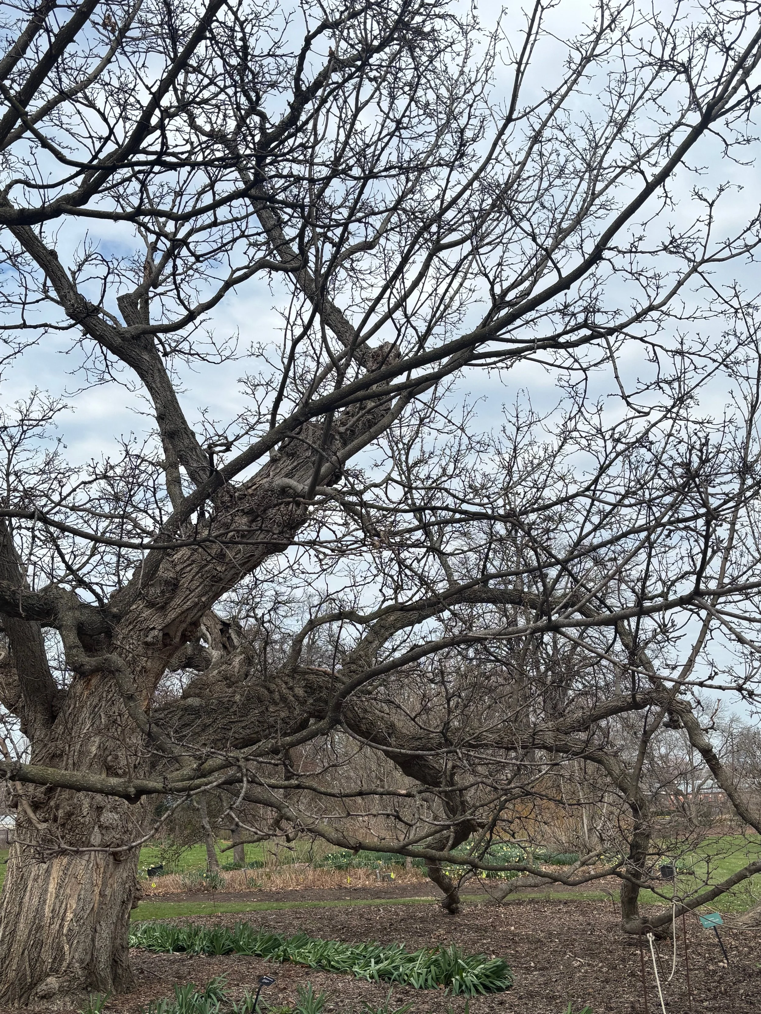The branches don't grow in straight lines.
