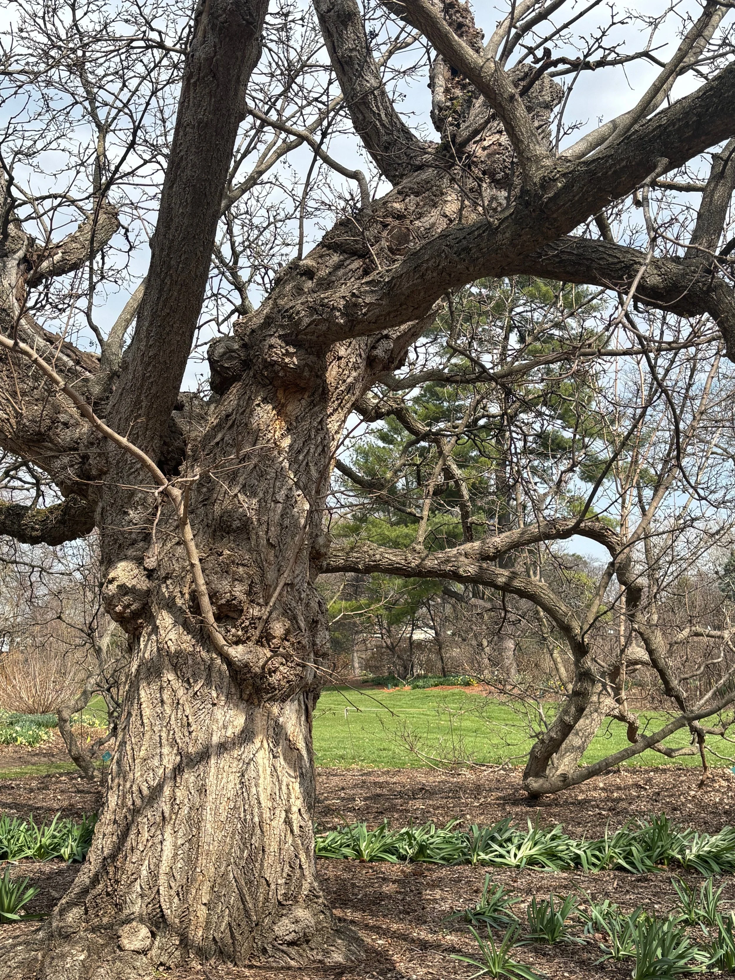 The trunk provides its own natural footholds.
