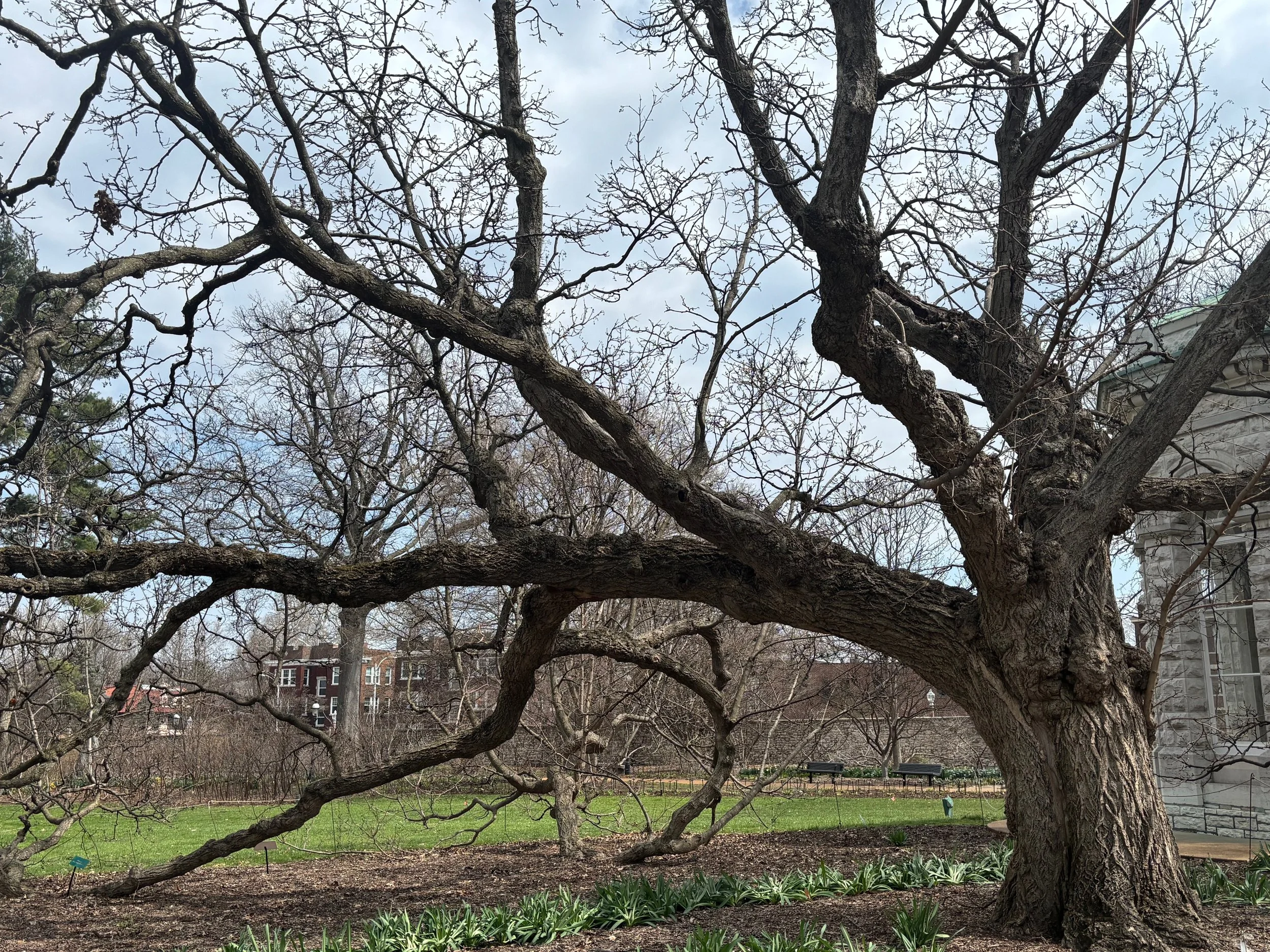 And the bulbs are sprouting.