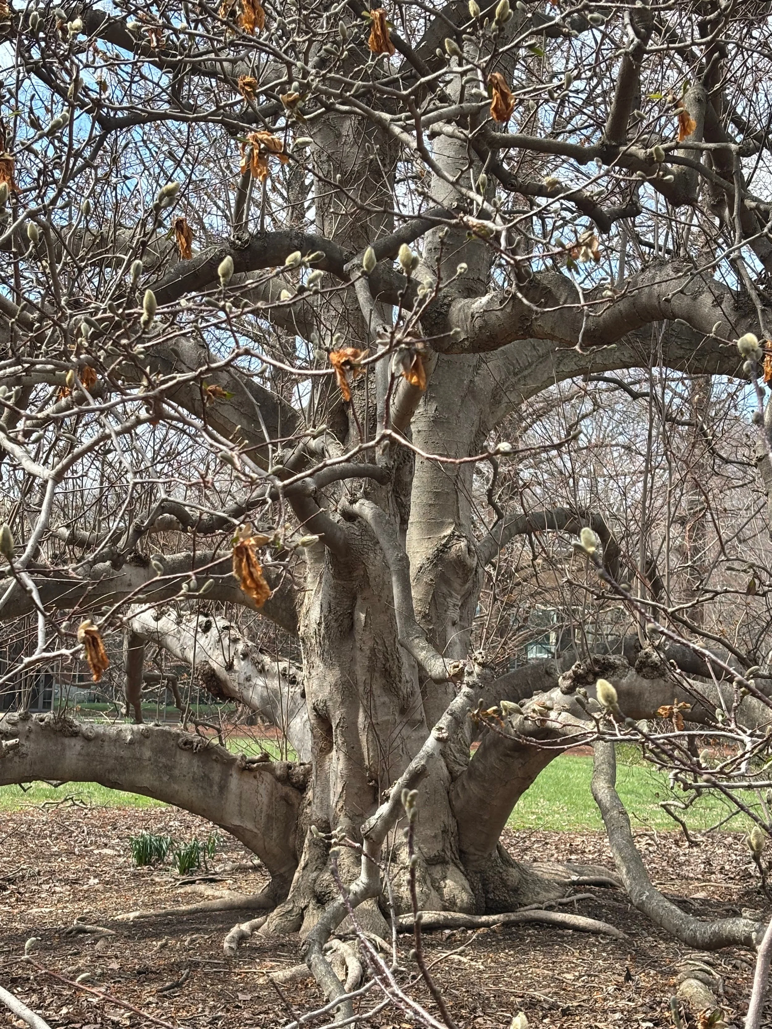 The branches are asking to be climbed.