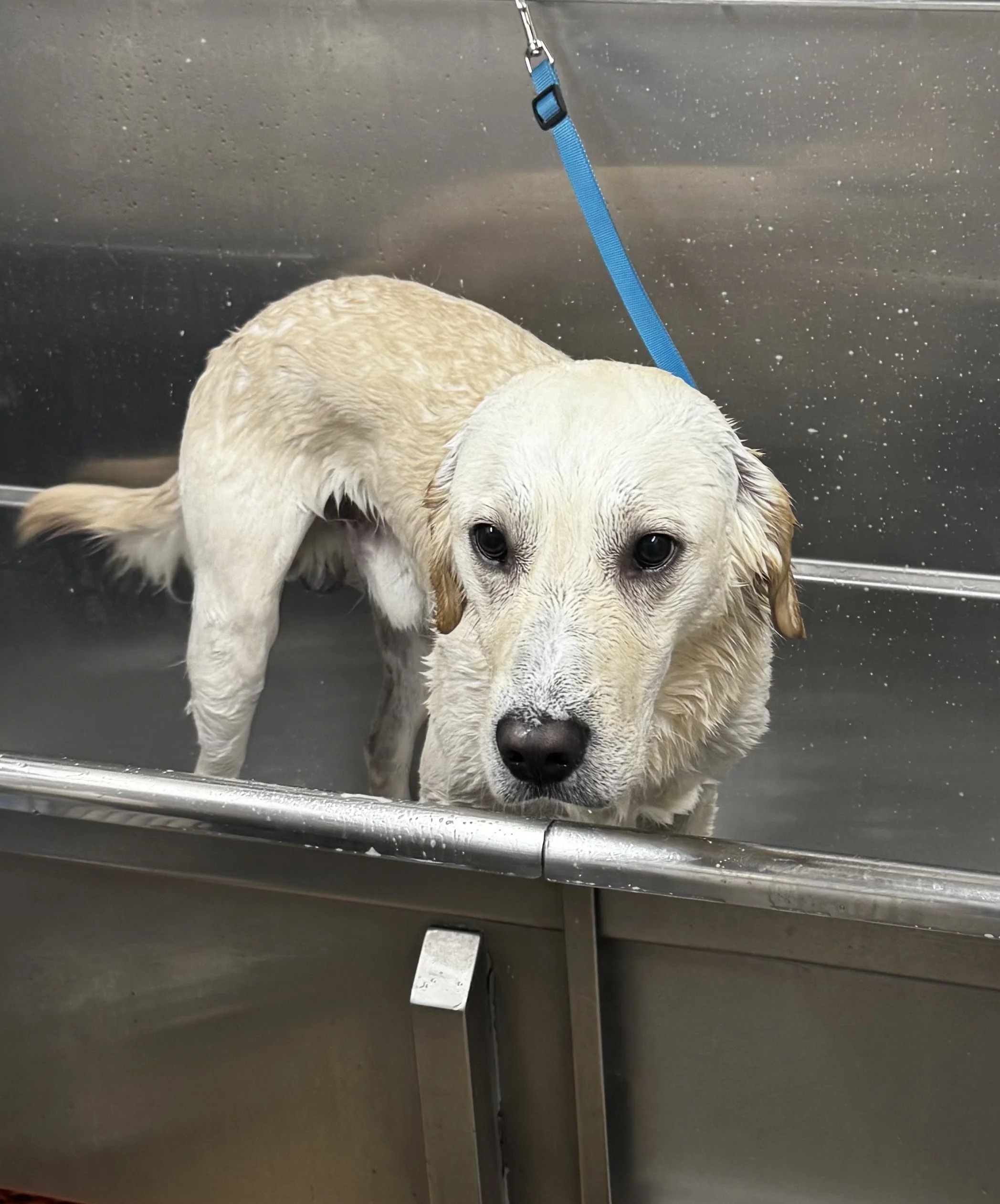 Wet dog in a metal tub, secured with a blue leash.