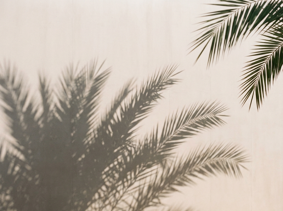 Shadow of palm tree leaves on a light-colored wall with some actual palm leaves in the top right corner.