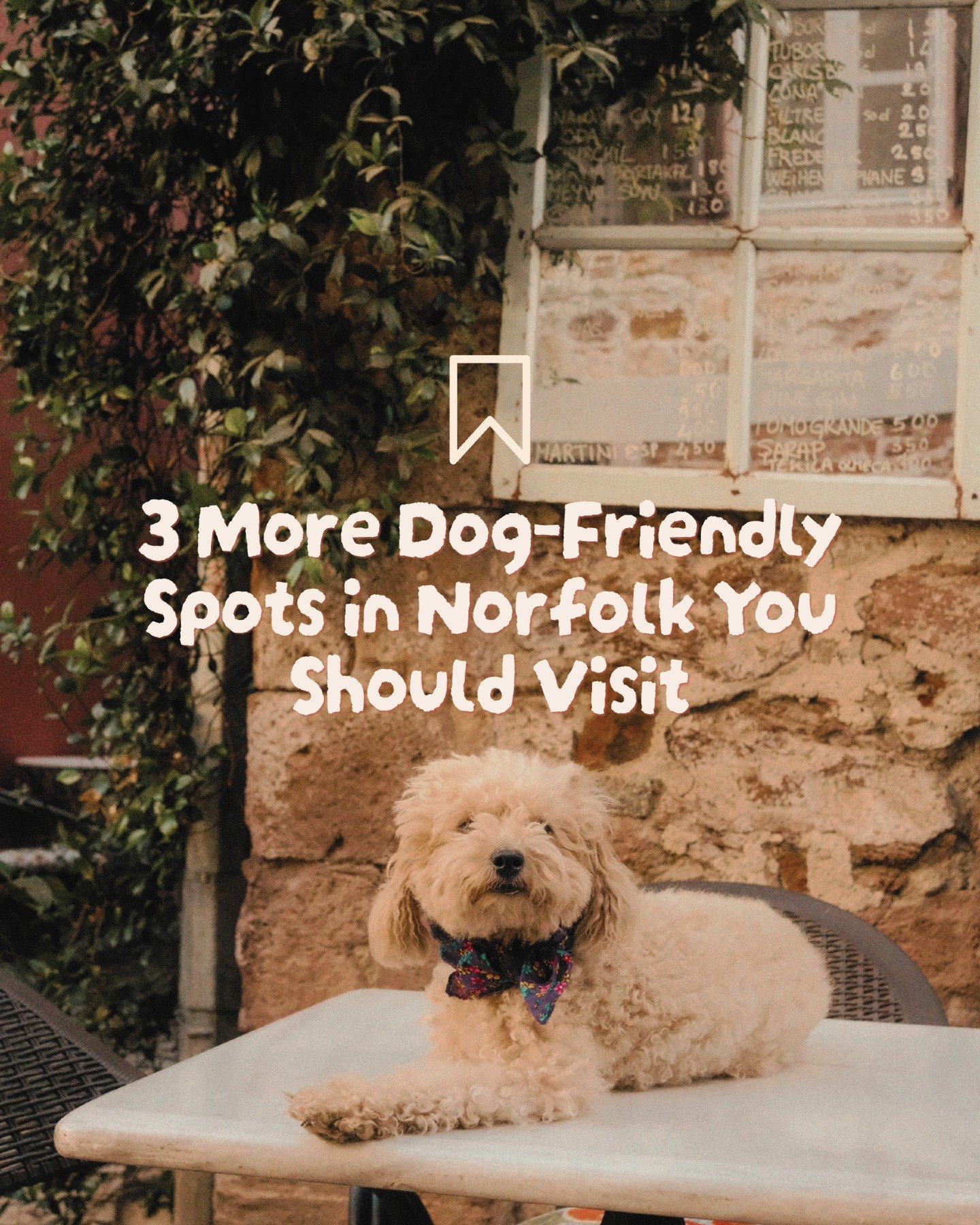 Some more of my favourite dog-friendly places in Norfolk! 🌷🦮
My last one of these dog-friendly recommendation posts did well so it's going to be a regular occurrence! Here's 3 more lovely places we take our pup in Norfolk, and I'd recommend you che