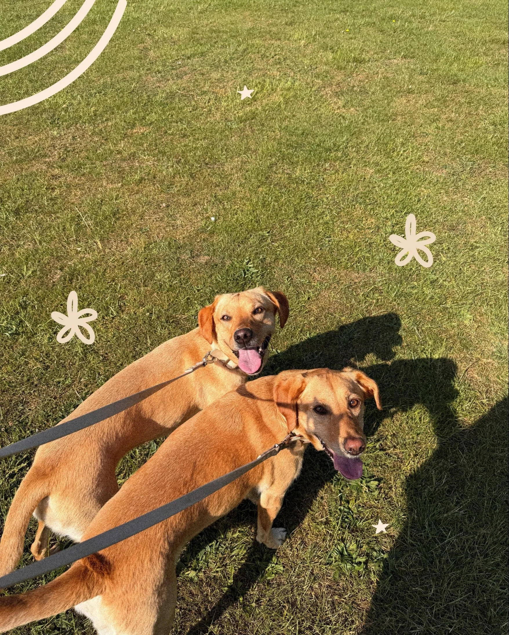 What&rsquo;s better than one Labrador? TWO of course!

Look at these gorgeous gorgeous girls, I cannot get enough of those ears 😭 

#norfolkdogwalker #dogwalkernorfolk #labrador #dogwalker