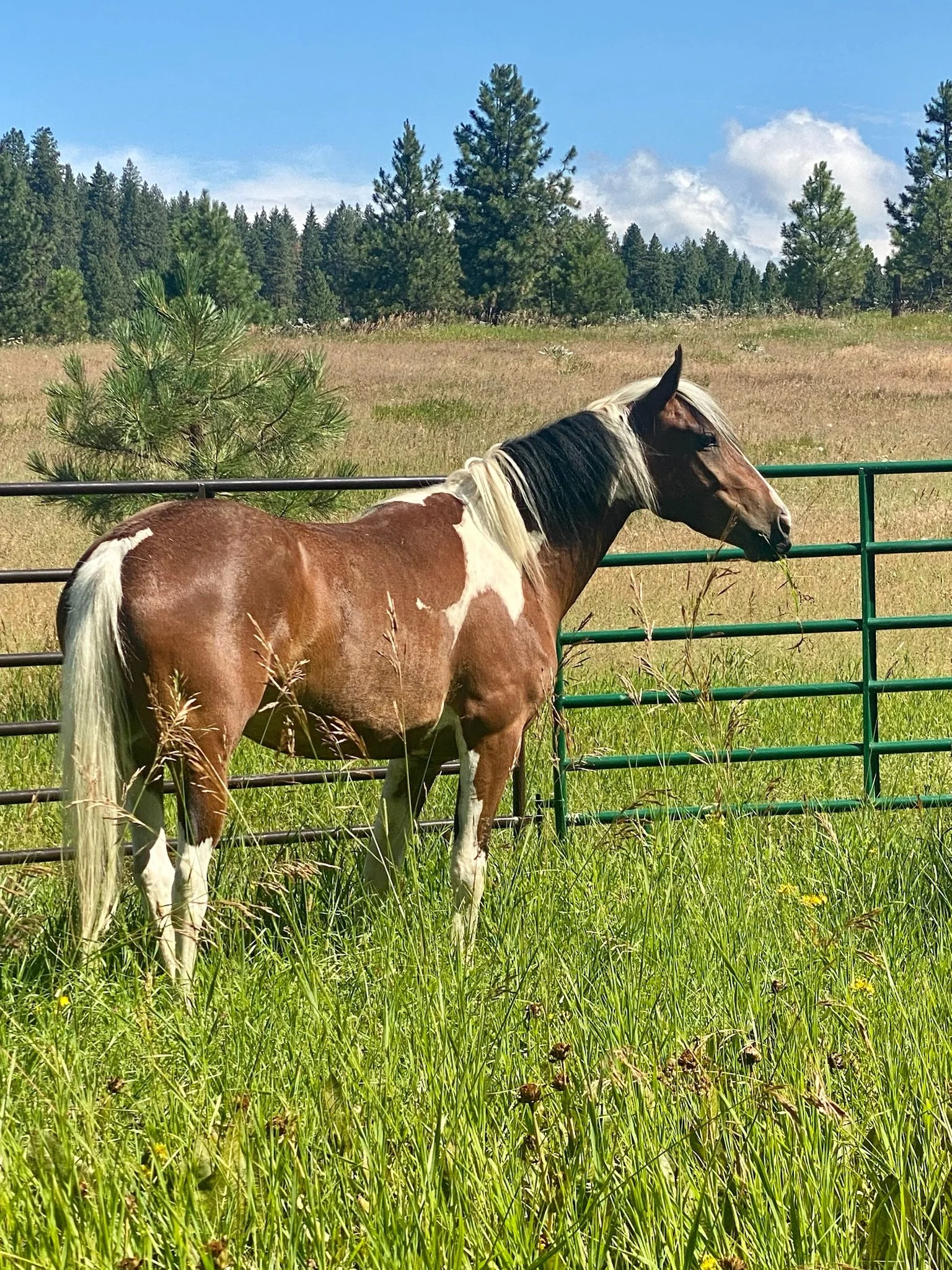 Sky, an equine coach stands in a field of tall green grass