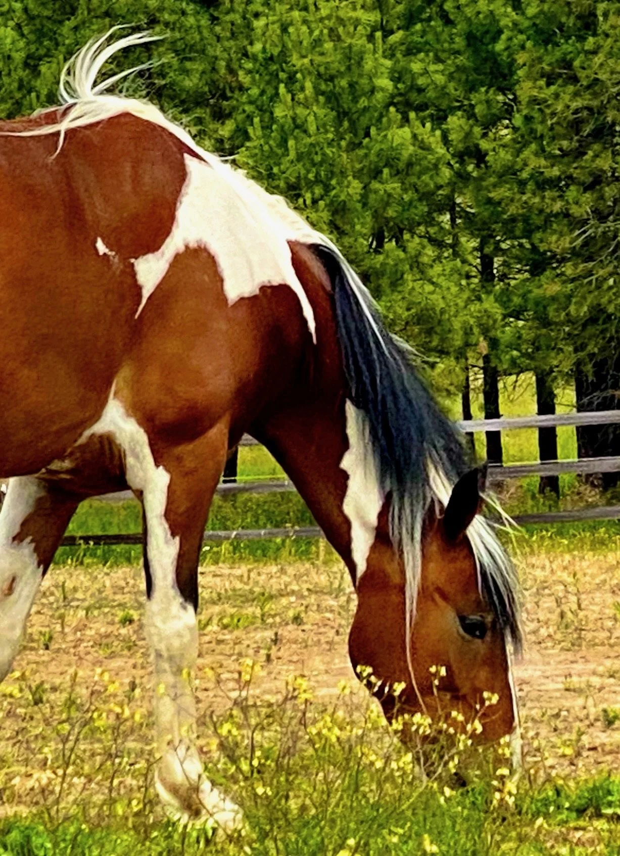 Sky, a mustang equine coach eating shrubs in a field