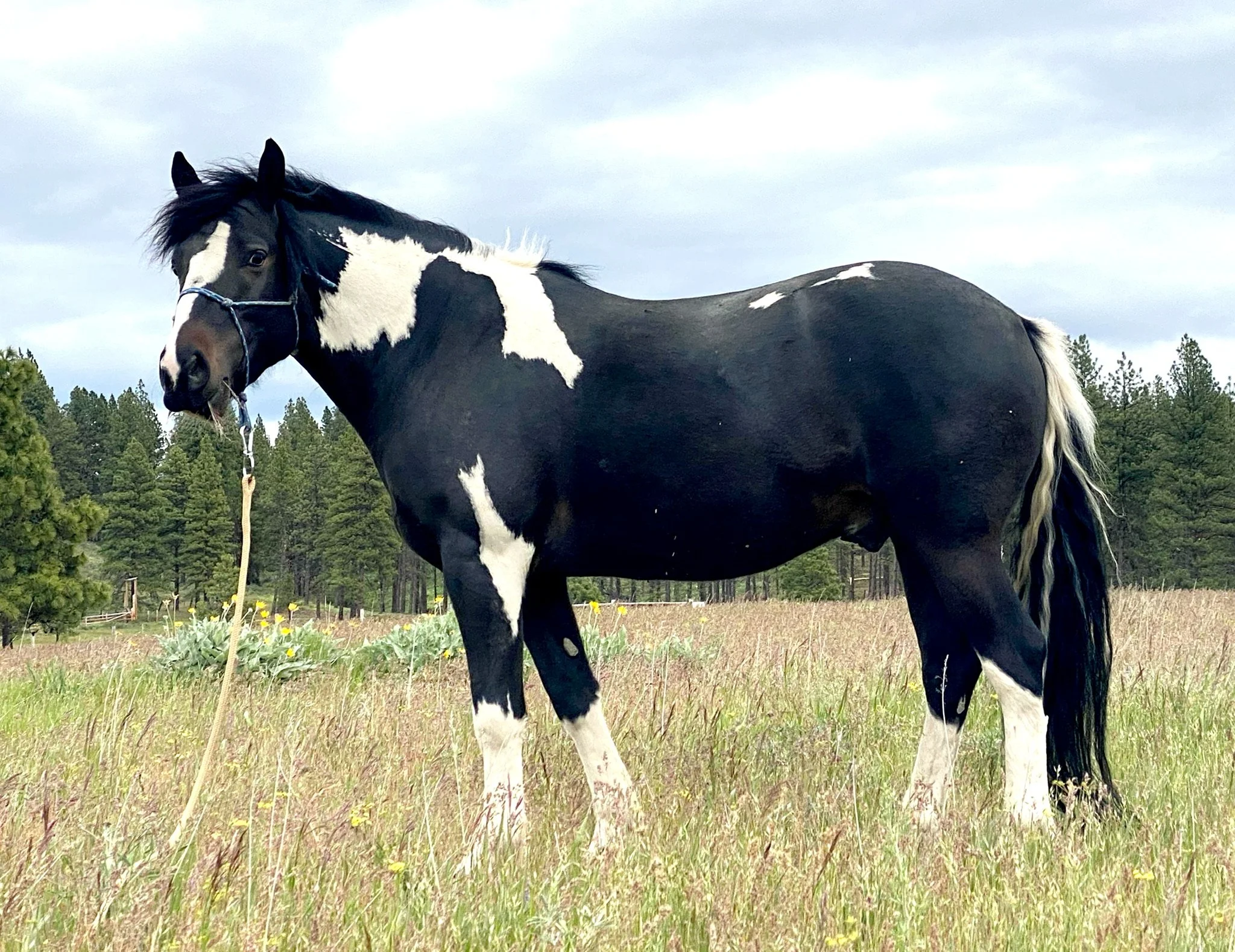 Arion, an equine coach stands in field looking at the camera