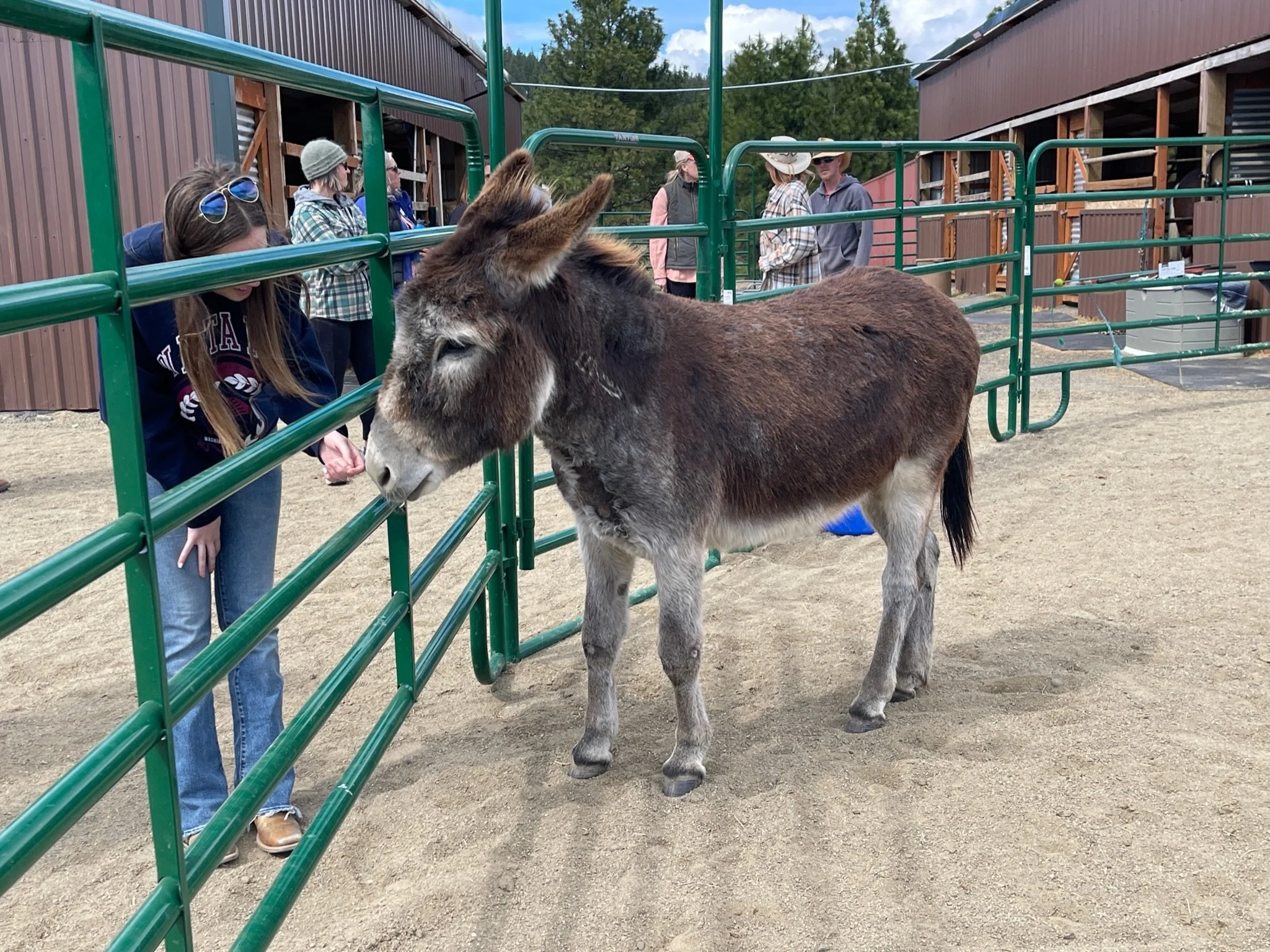 a burro greets a participant through the corral barrier