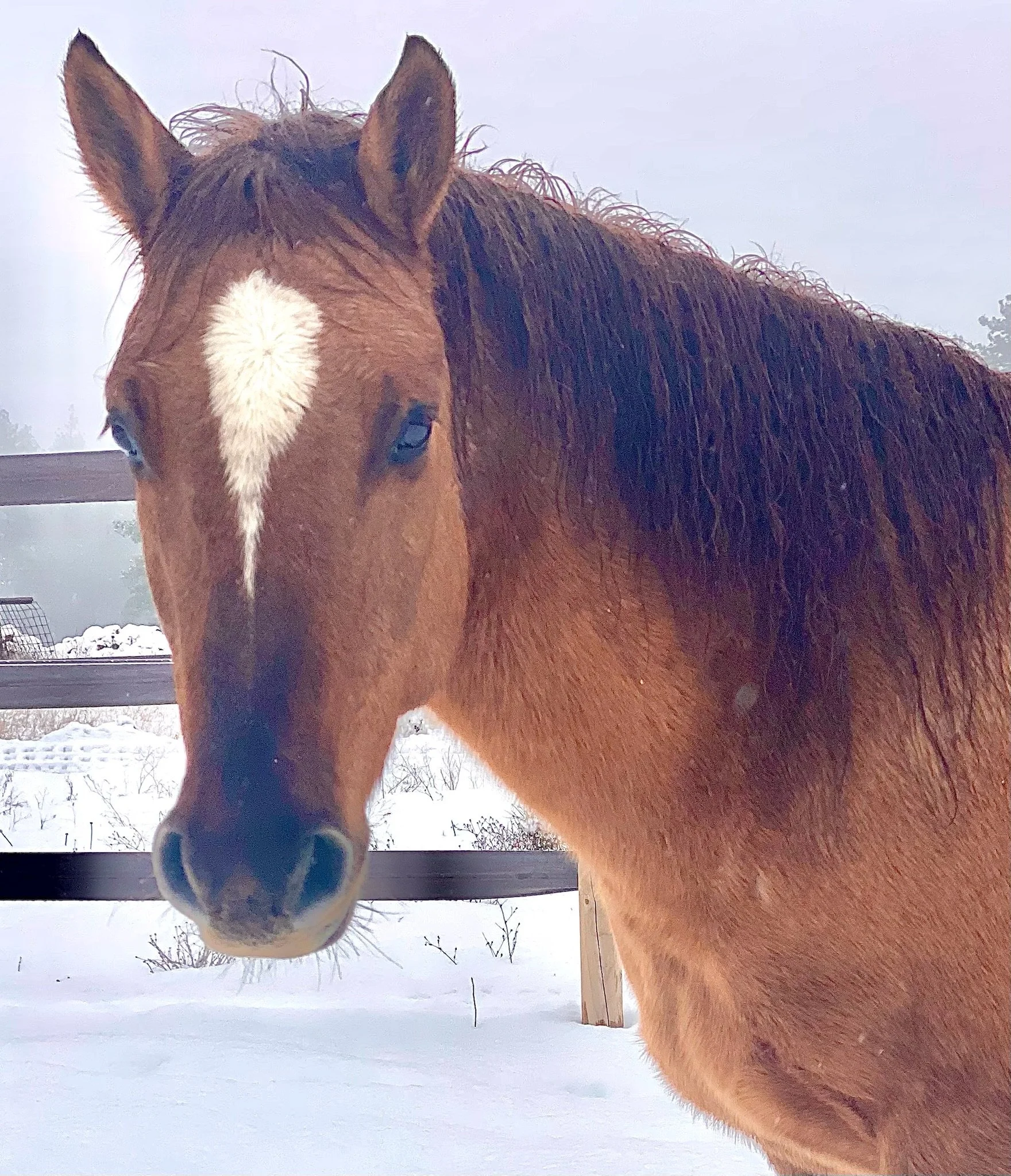 mustang looking at the camera